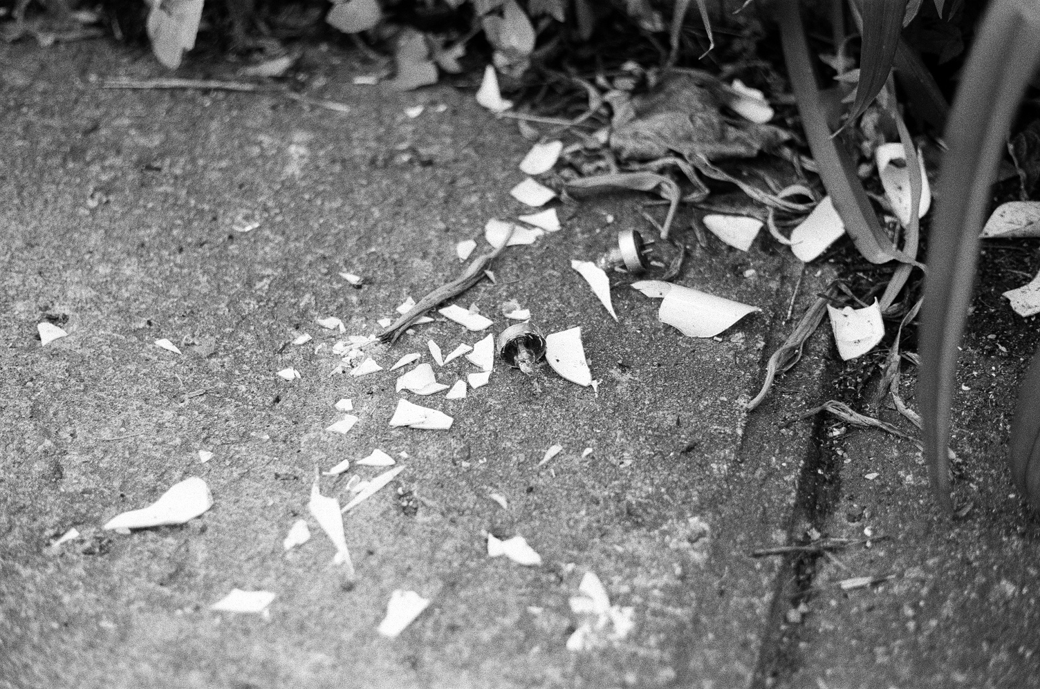 two small shattered lightbulbs
on a sidewalk.
they appear to be actual bulbs
surrounded by plastic,
and it's the plastic that's shattered.