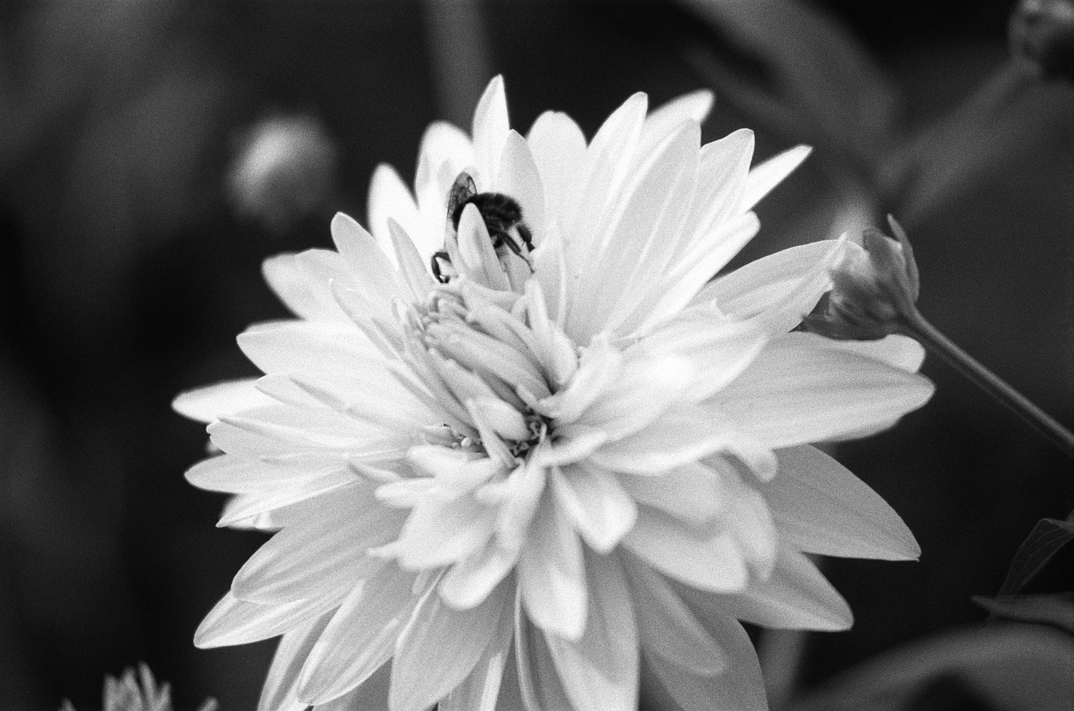 close up of a a flower
with a bee on it.
the bee is reaching down
between the petals
and you can see its fuzzy butt.