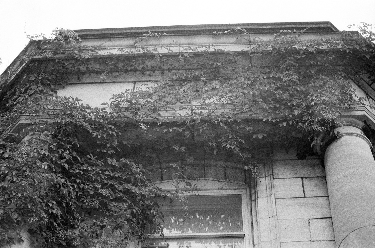 the top edge of
the corner of a stone building
covered in vines.
there are two pillars
going up towards the top.
the left one is covered in vines
and the right one is bare.
between the pillars is the top of a window.