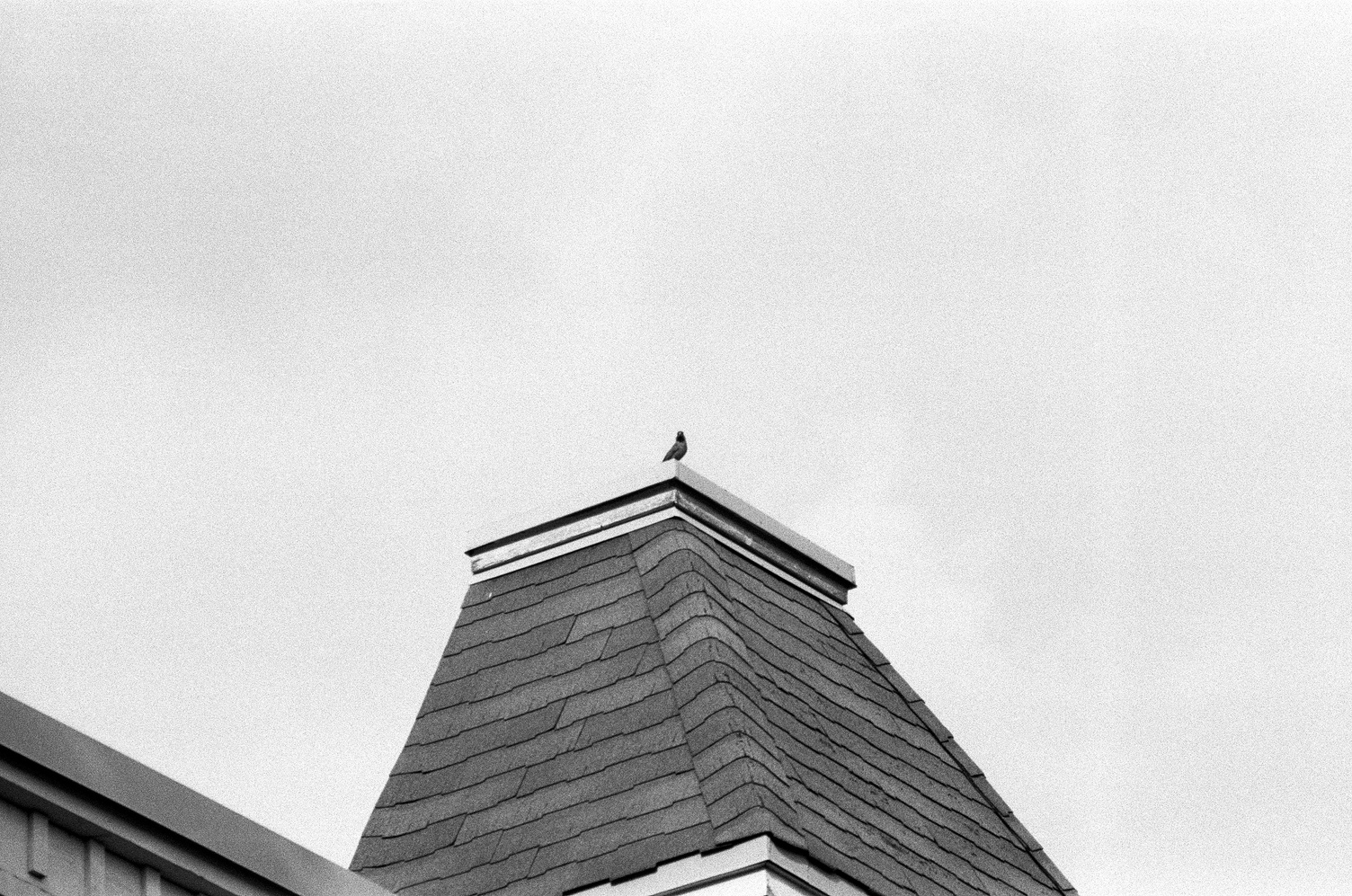 a small bird perched atop a roof peak,
looking towards me.
I believe this was a cardinal.