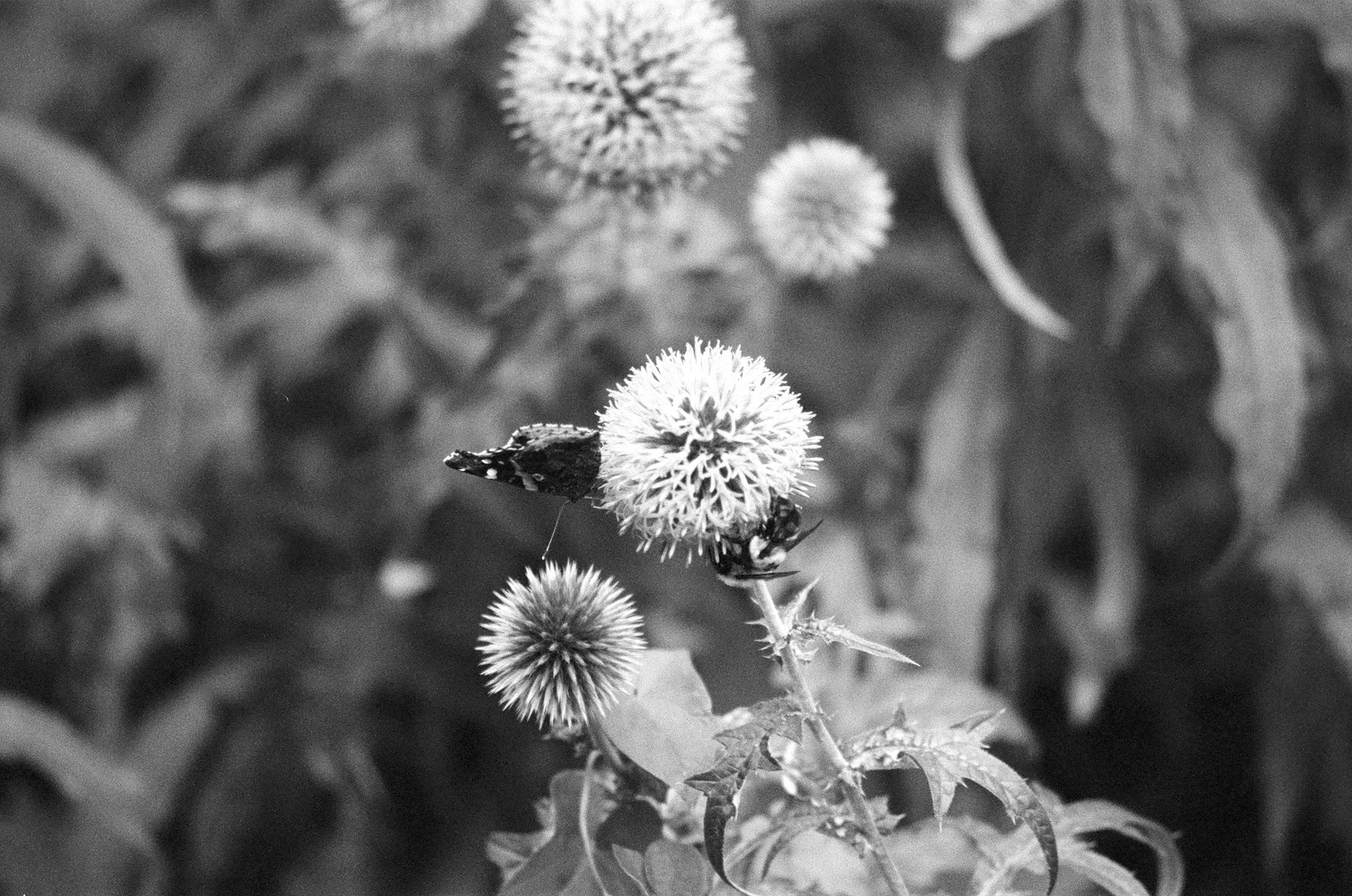 close up of a spiky ball flower.
on the left a butterfly is perched on it,
on the bottom right a bee.
there is another spiky ball flower
below the butterfly.