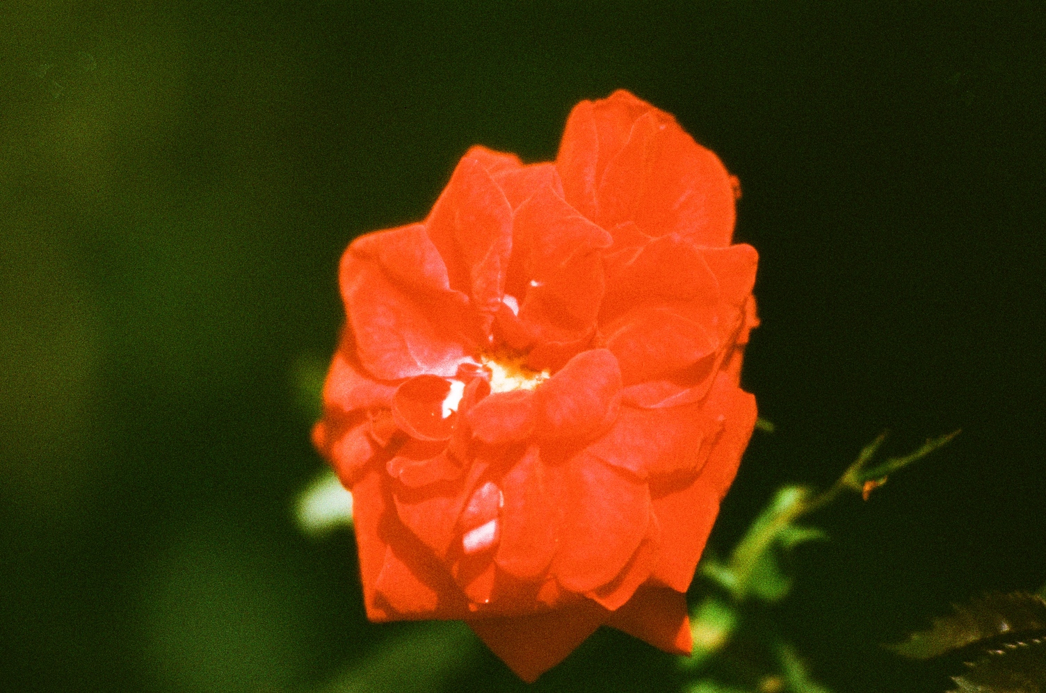 a big red flower
in the centre of the frame
with a dark green blurred background.