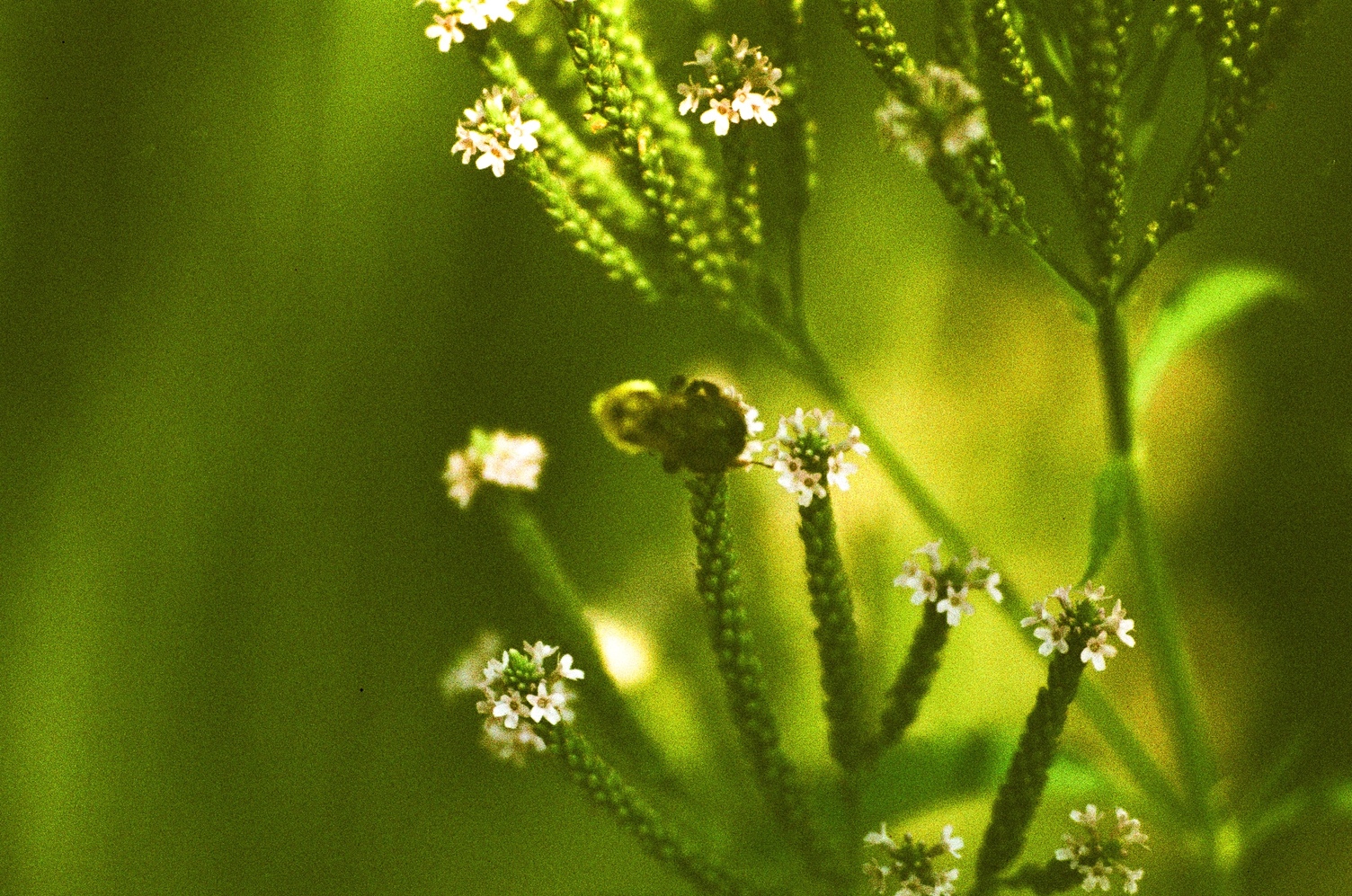 a weird plant with
like long stalks of I guess seeds
with little crowns of white flowers on the ends.
the depth of field is really shallow
so they come in and out of focus
from the blurred green background.
in the centre there's a bee
on one of the flowered ends
but it's too close to the camera
it's not in focus.