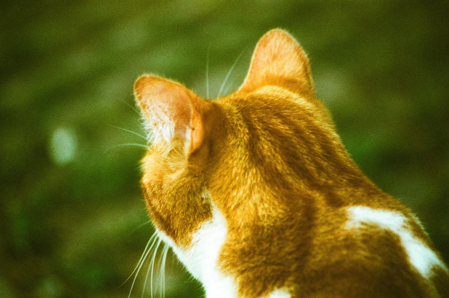 close up of an orange and white cat's head
looking away from the camera
on a blurred green background.