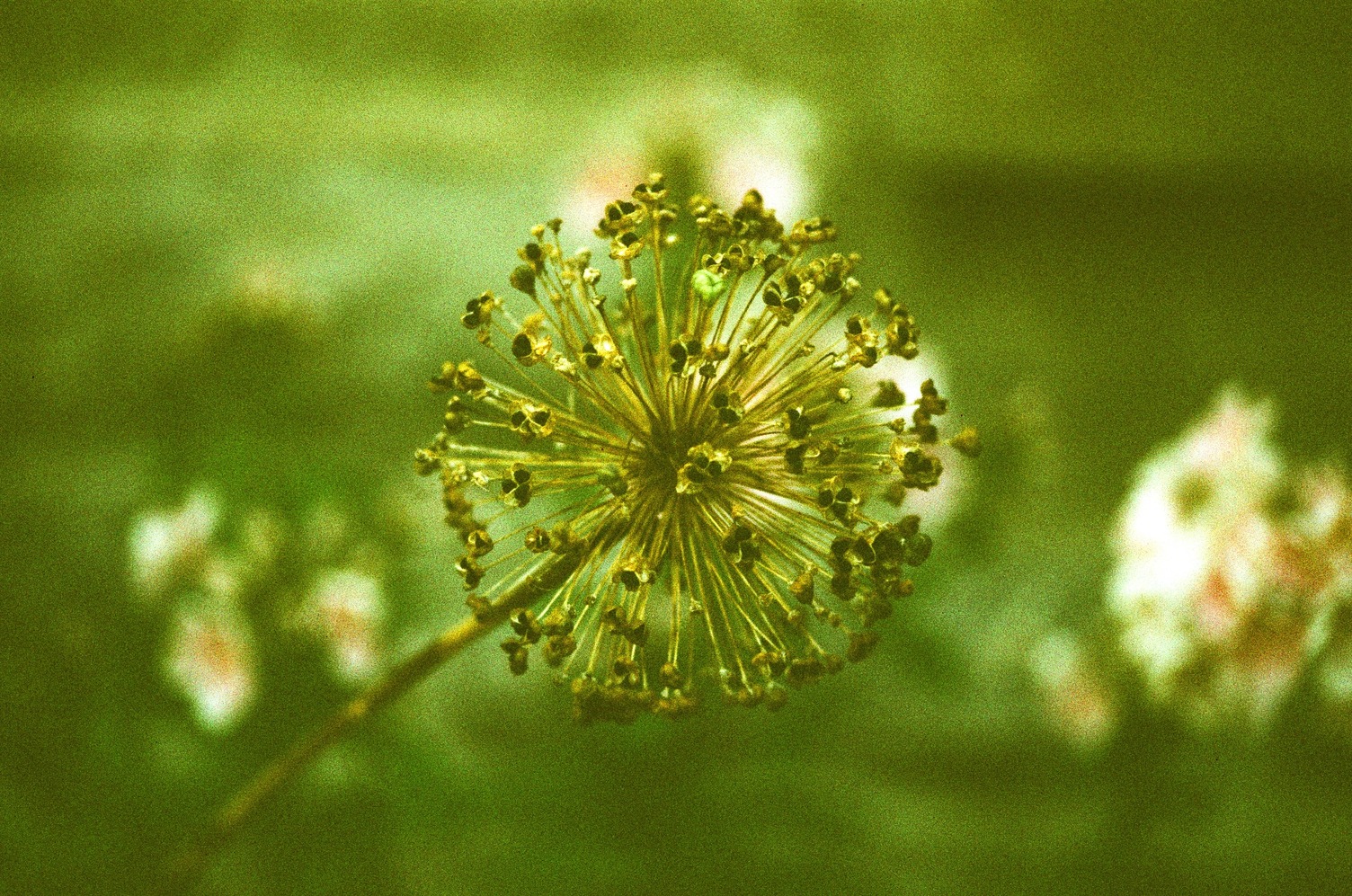 a flower cluster
in the shape of a ball
where all the tiny flowers
come out of a centre point
on long stems.
the flowers themselves
are either green or closed.
the depth of field is shallow
so there's a nice effect
as the stems pop out
at different angles to the lens.