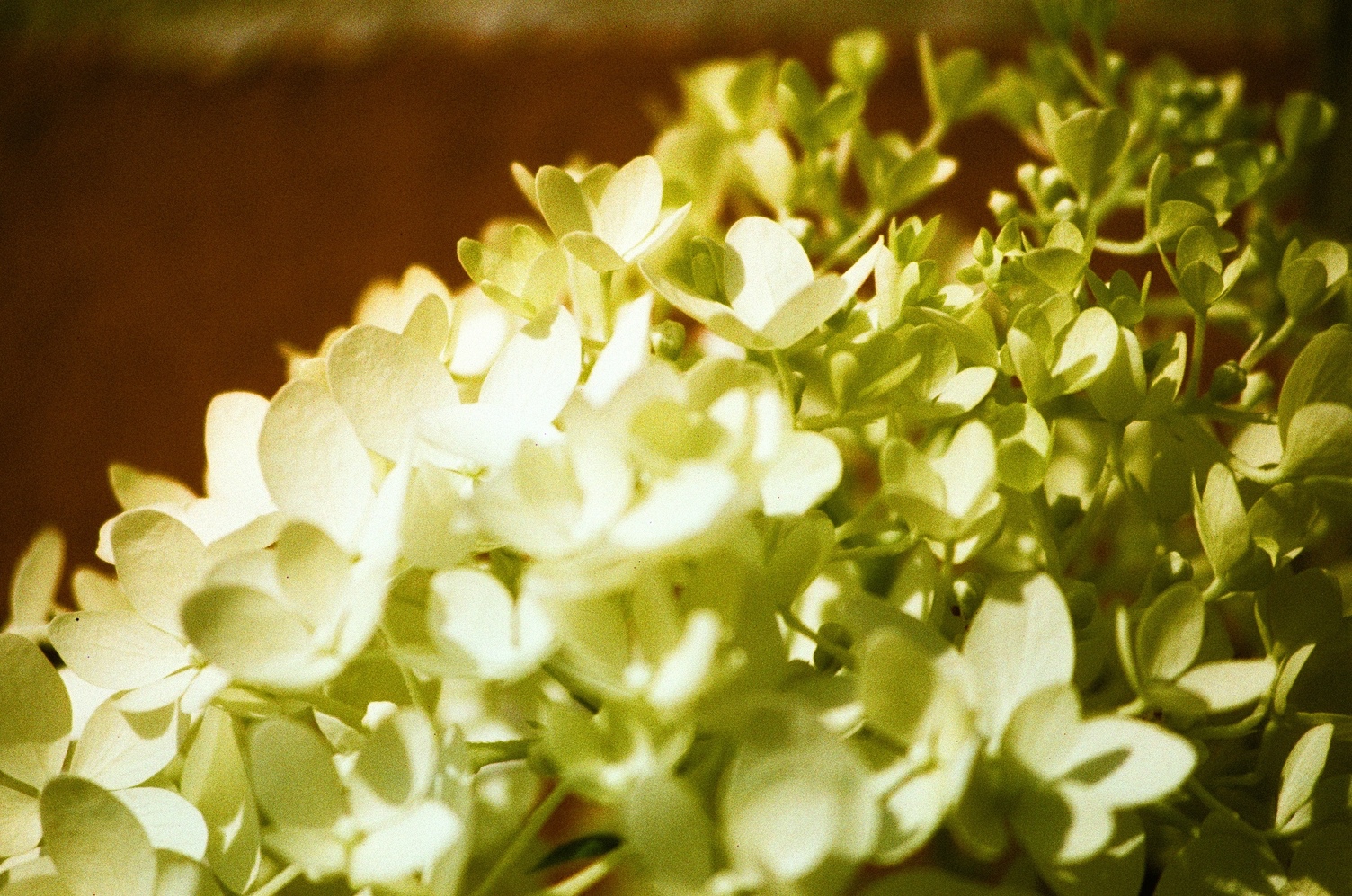 an array of small whitish flowers
some of which are too close to the camera
to be in focus
and some of which are too far from the camera
to be in focus.