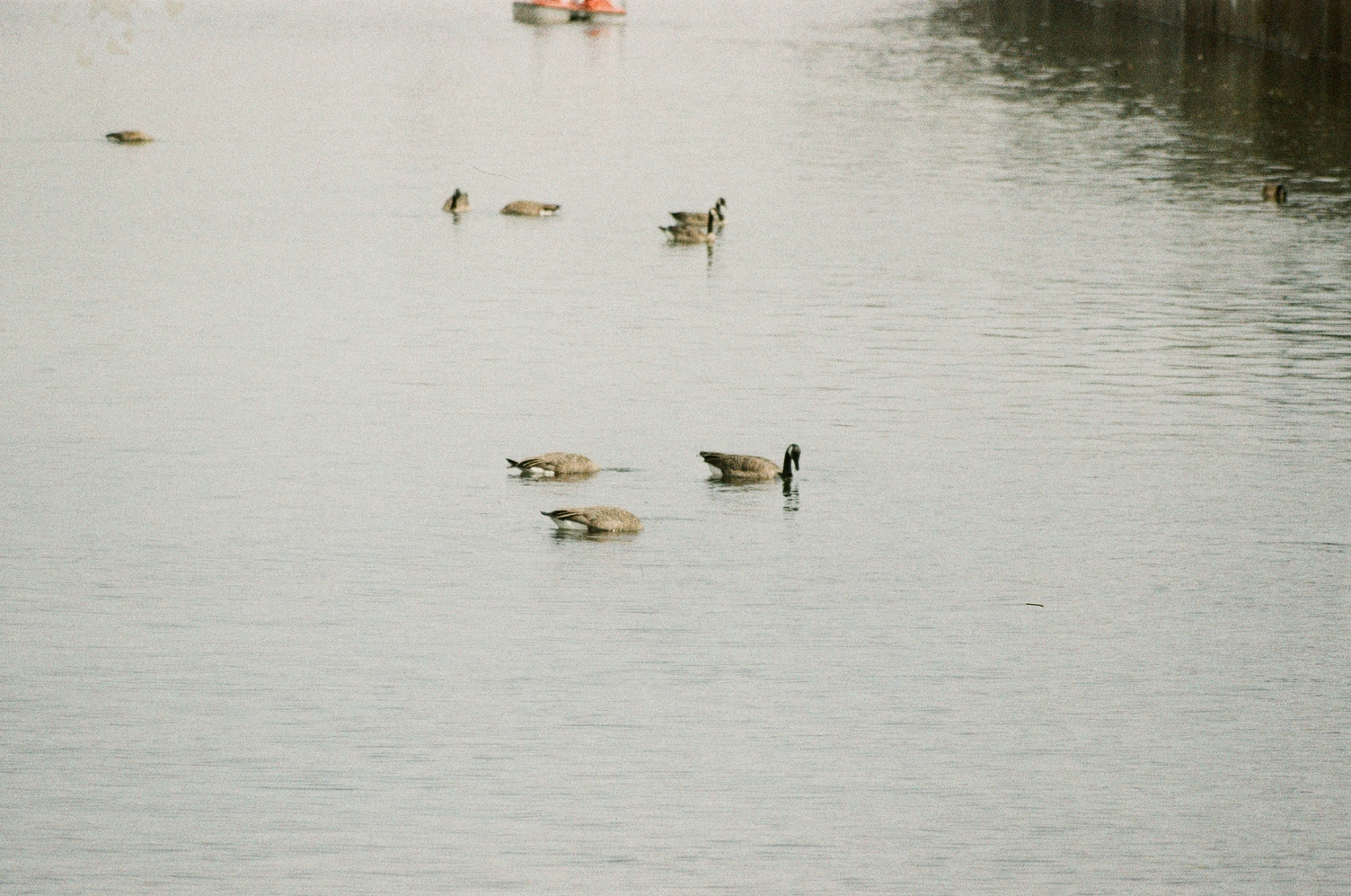 geese on the water.
there's a group of three in the foreground.
two on the left have their heads underwater
and the one on the right looks like it's about to stick its head under.
there are a handful more in the background.