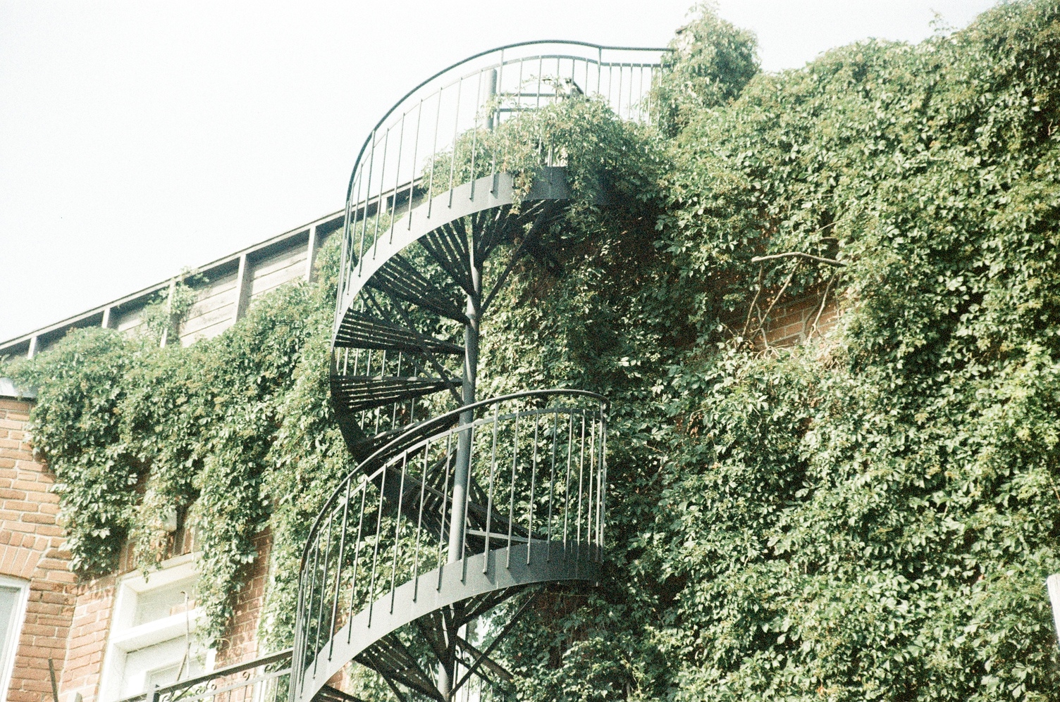 a green spiral metal staircase
going up a brick wall
absolutely covered in leafy vines.