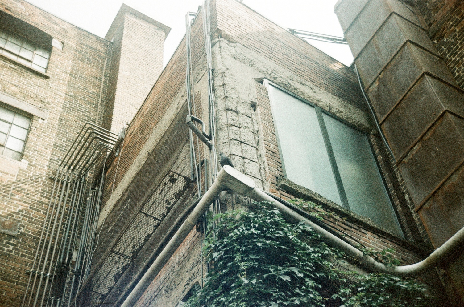 detail of the centre corner piece of building
from the previous photo,
with pipes going up along
the left building where it intersects
with the middle building,
and a conduit going across
the top of where the vines reach.