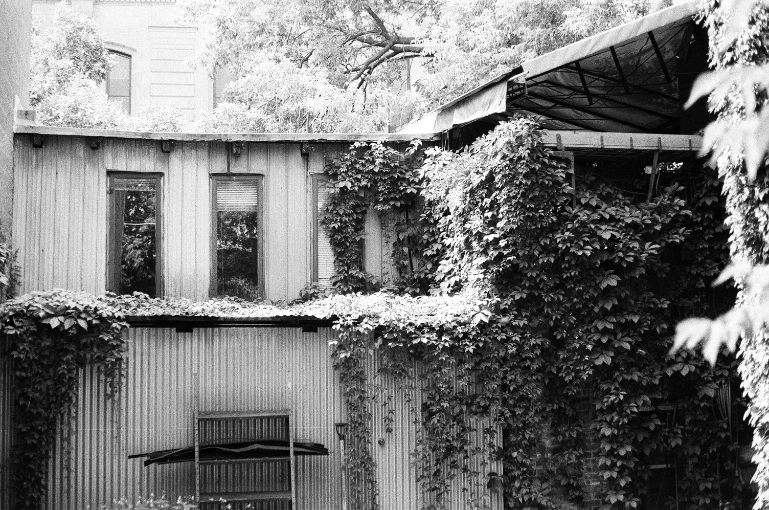 the back of a haphazard
building extension
with walls of corrugated metal,
vines growing lazily all over it.
the right side appears to
be covered only by a canvas roof.