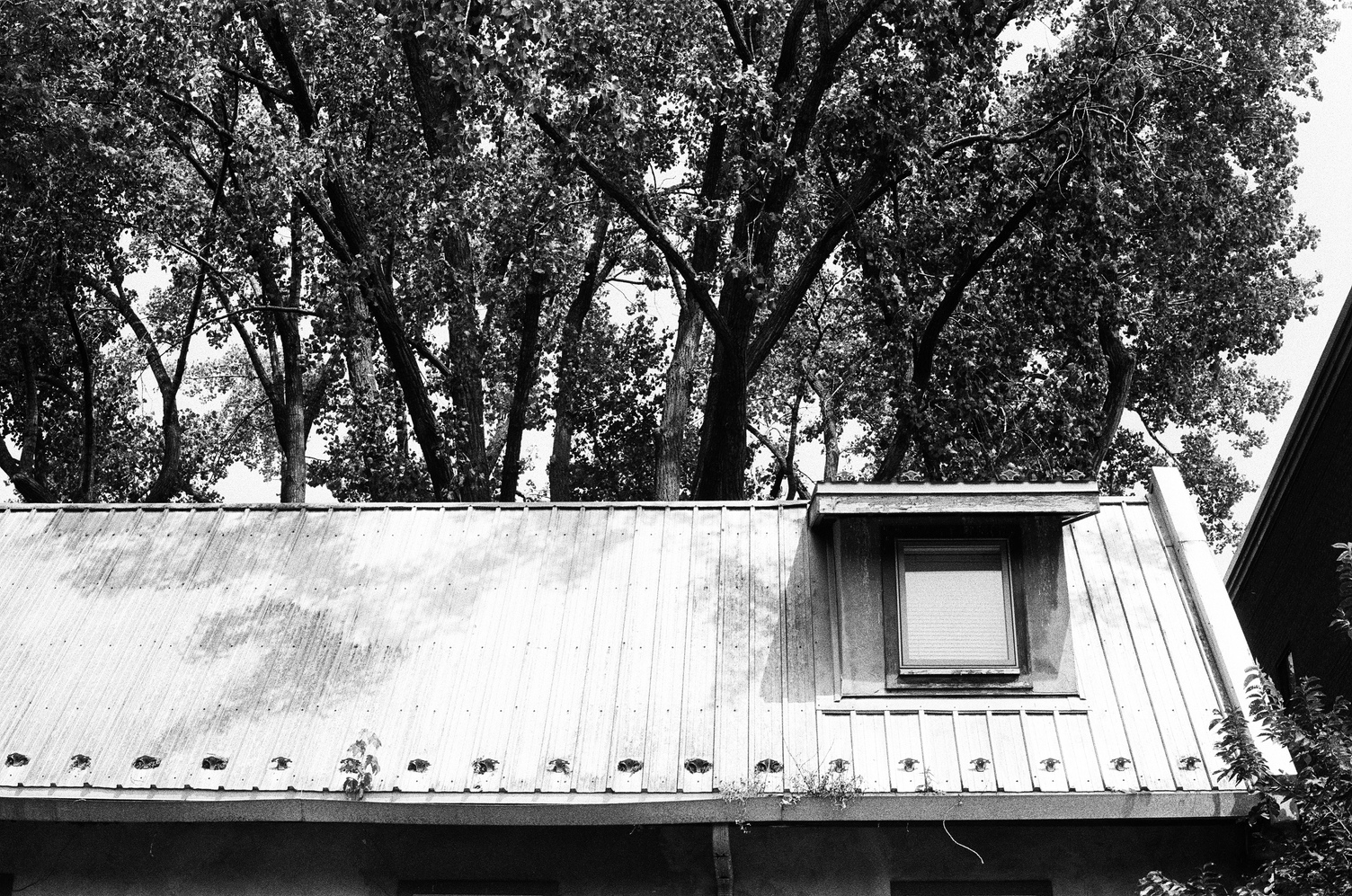 the shallow sloped roof
of a house with a single window
protruding from it on the right.
trees beyond the roof.