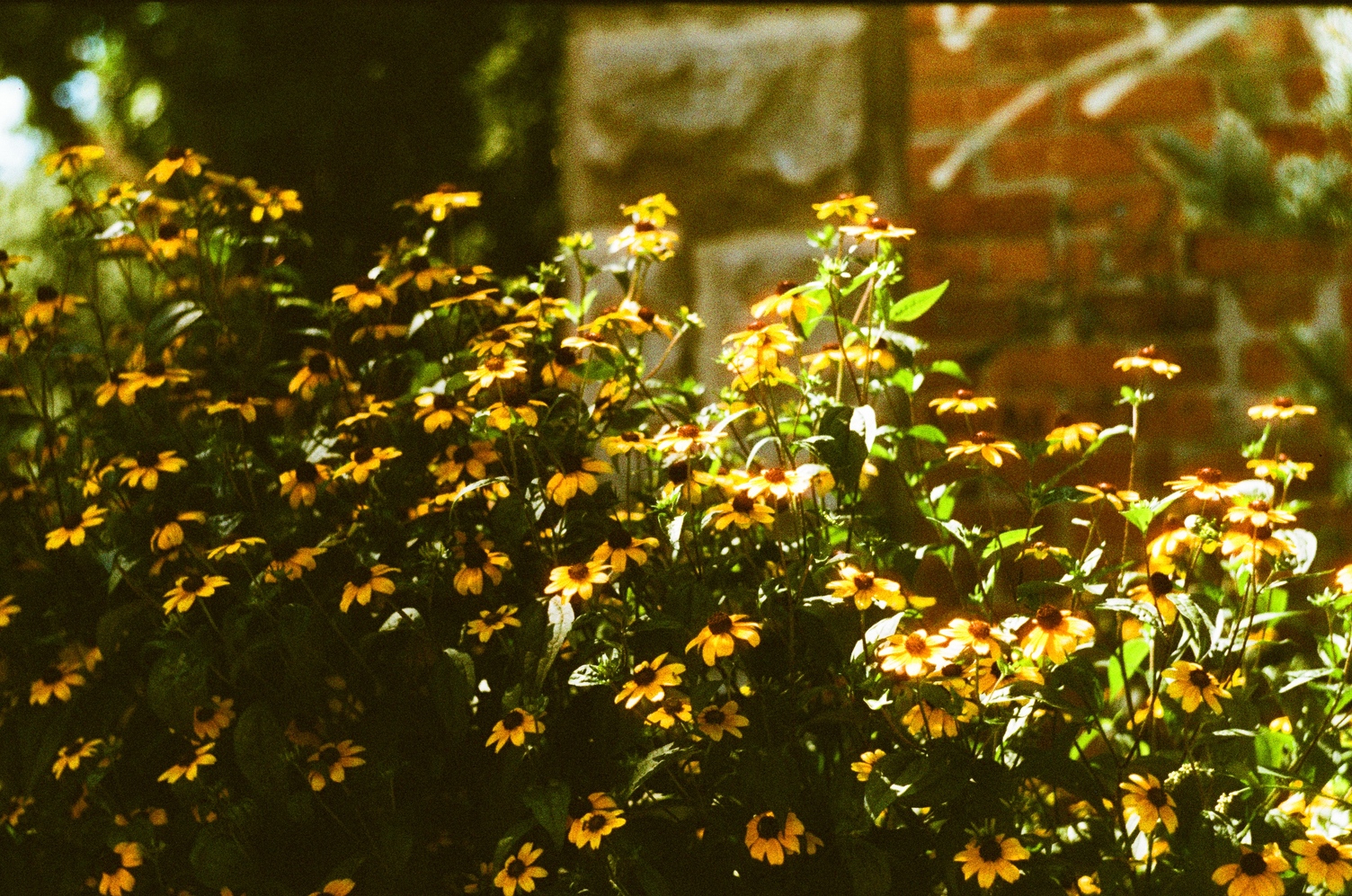 a big bush of yellow flowers
with flat petals that don't touch
and big brown balls in the centre.
they're glowing in the sunlight.