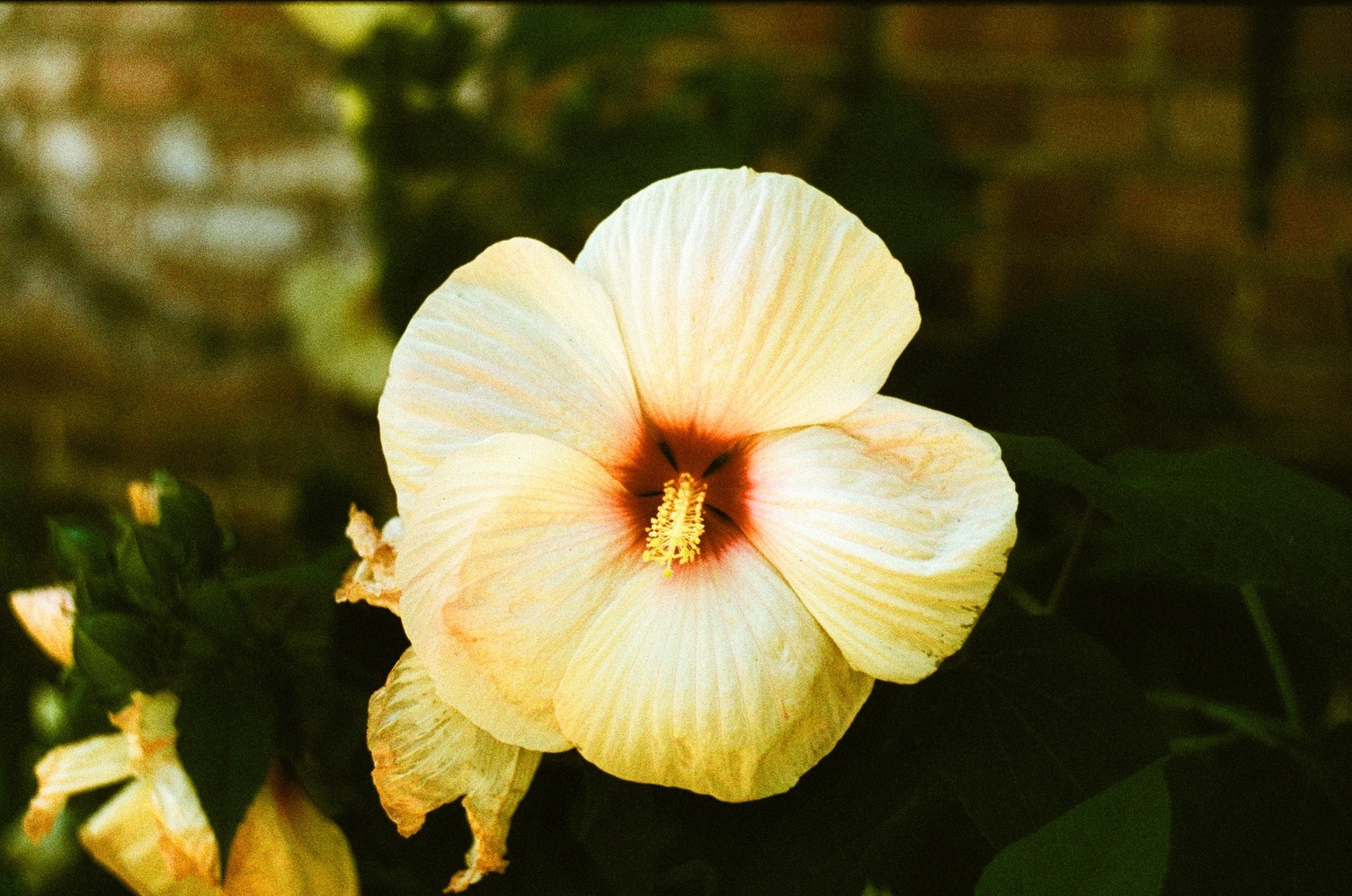 one big flower with white petals
that are deep red only right near the centre
and a long plant reproductive bit.