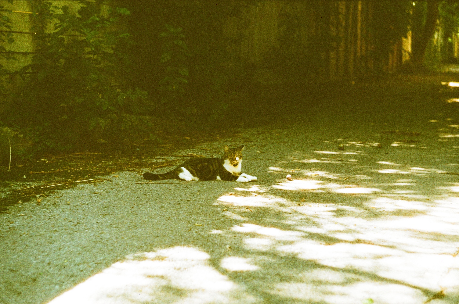 a cat lying down in an alley next to a little ball,
looking at the camera.