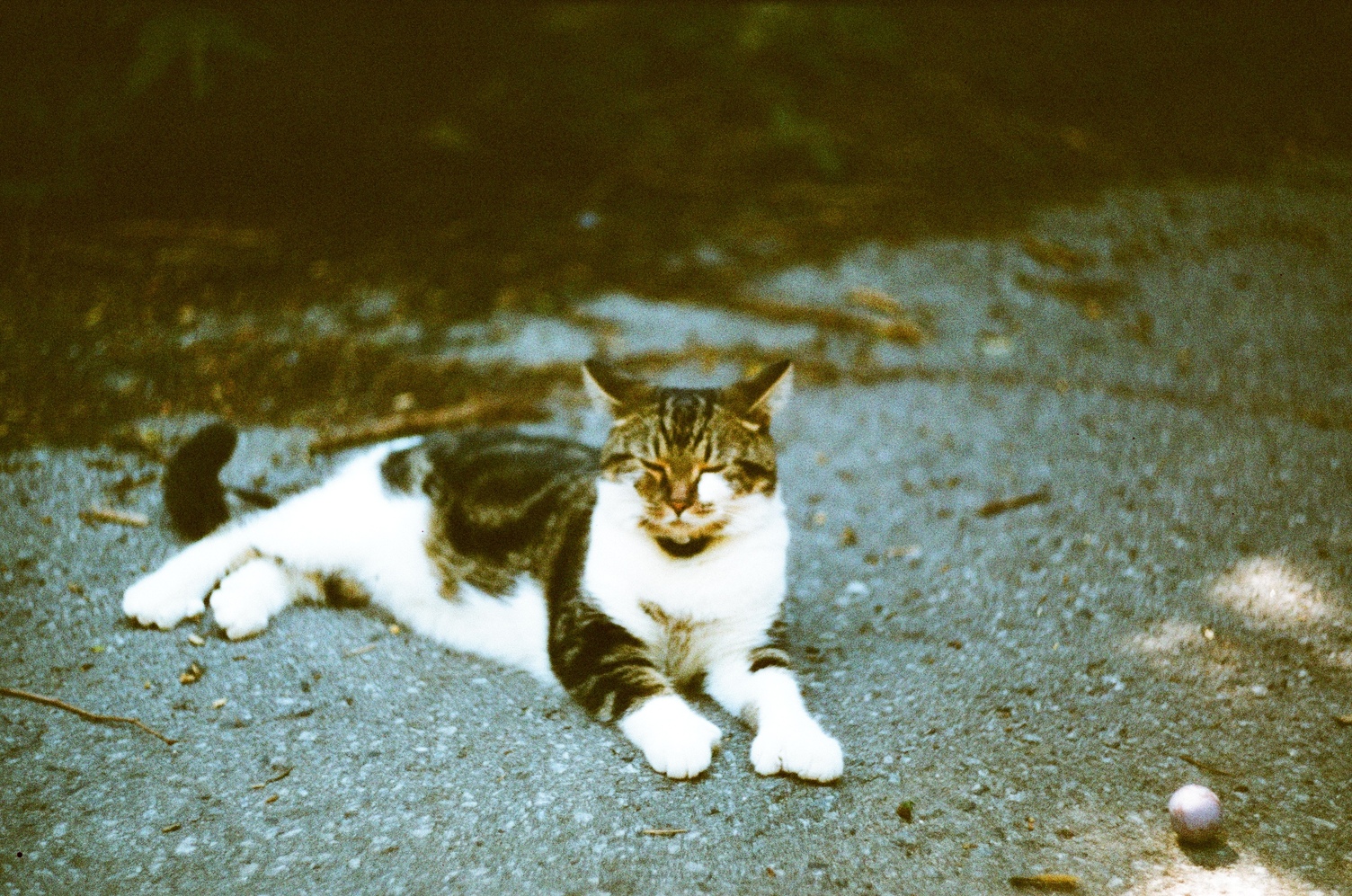 close up of a cat in an alley
with its eyes closed.
it's lying next to a small ball.
it has thumbs!