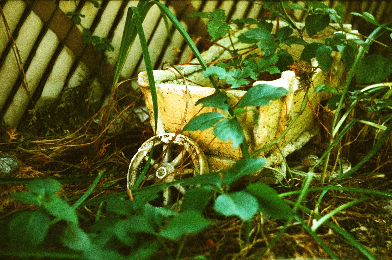 what is perhaps a planter
among overgrowing plants,
with two little wagon wheels
seemingly broken off.
one is leaning against the near side
of the planter
and the other is flat on the ground
half under it.