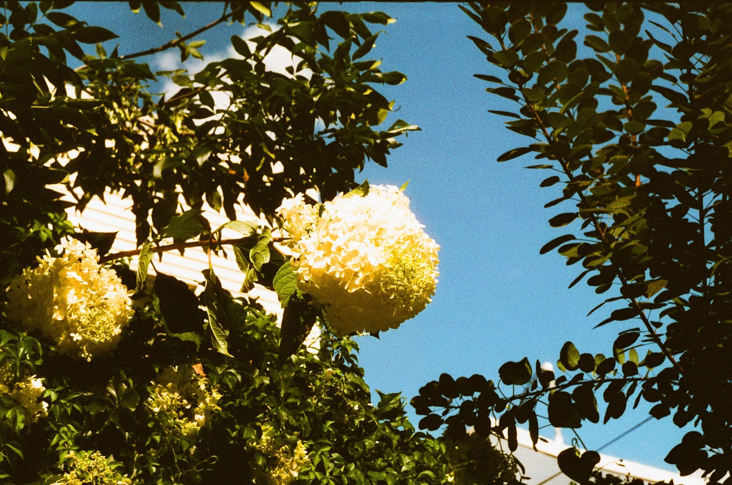 a big ball of clustered tiny white flowers
glowing in the sun
on a bright blue sky.