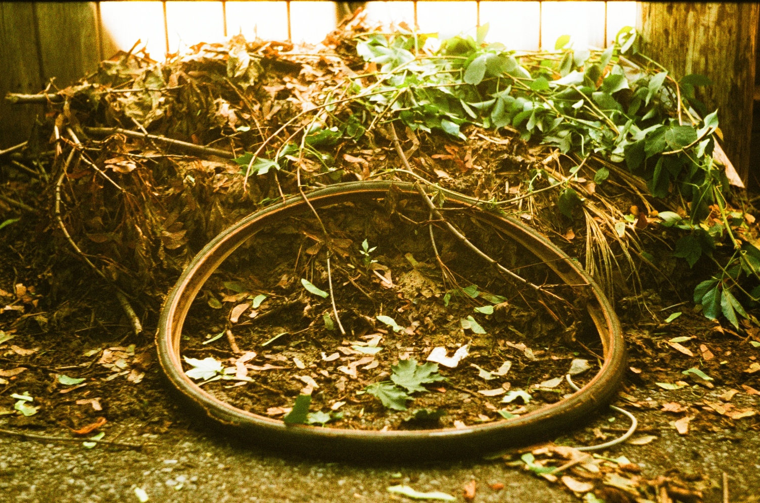 a discarded bicycle tire
in front of a mound of dirt and dead leaves
in an alley.