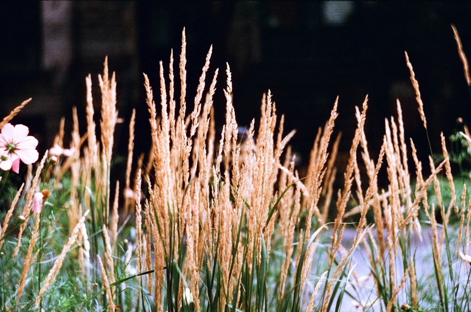 the tops of grass that has grown untended
and has produced seeds and gone yellow/brown.