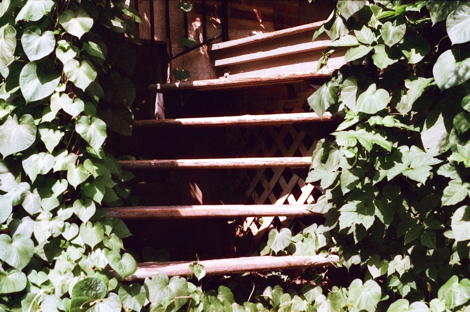 a short set of curved wooden steps
surrounded by leaves.