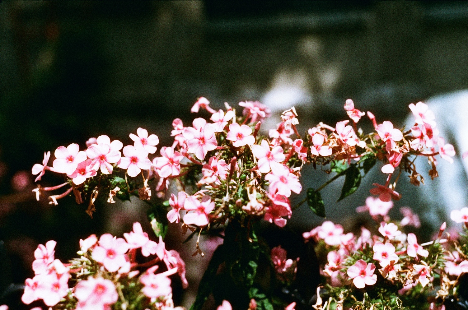 close up of a cluster of little pink flowers.