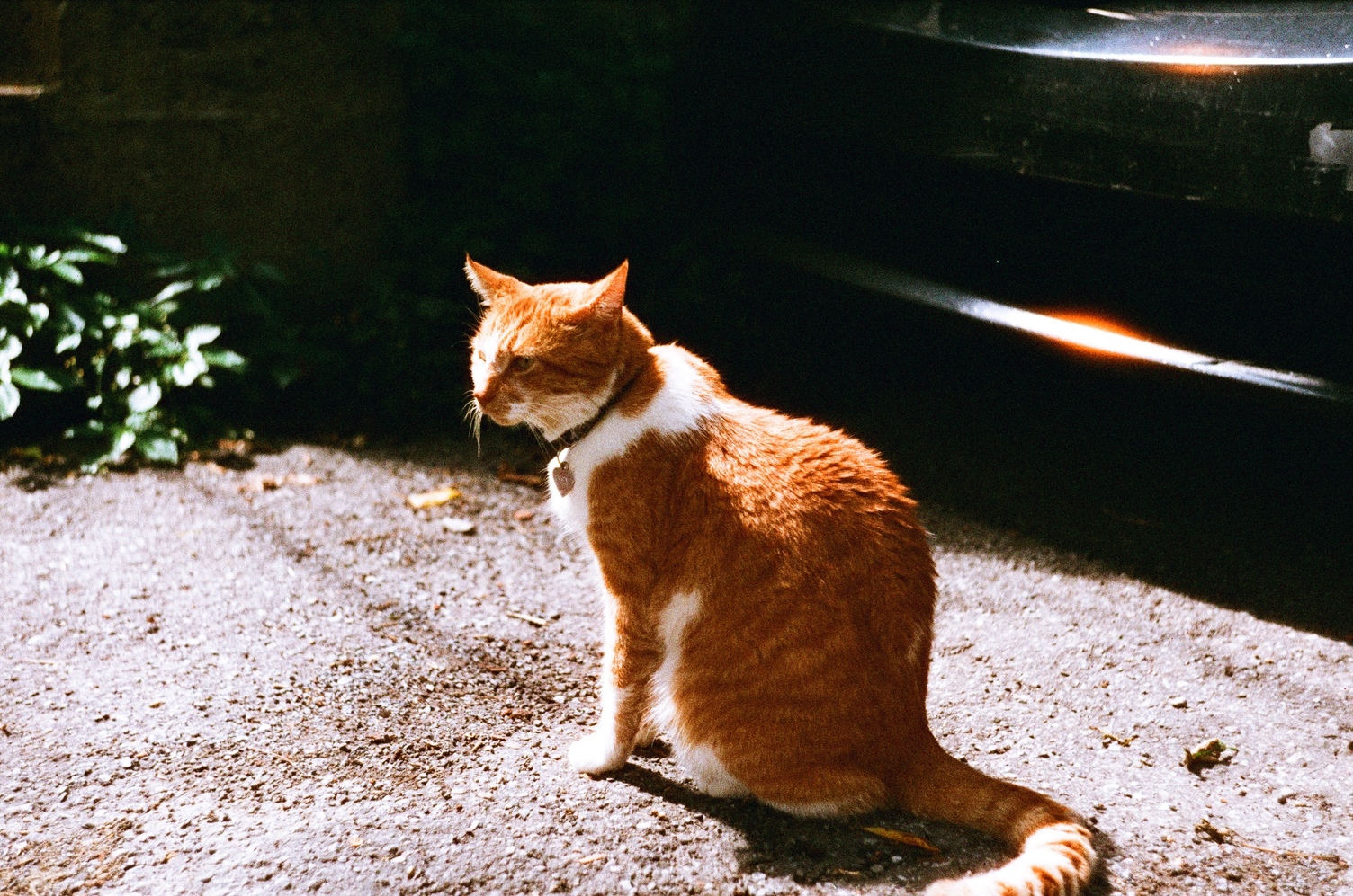 an orange and white cat sitting in an alley
looking off to the left.
it's got a collar on
with a little heard shaped tag on it.