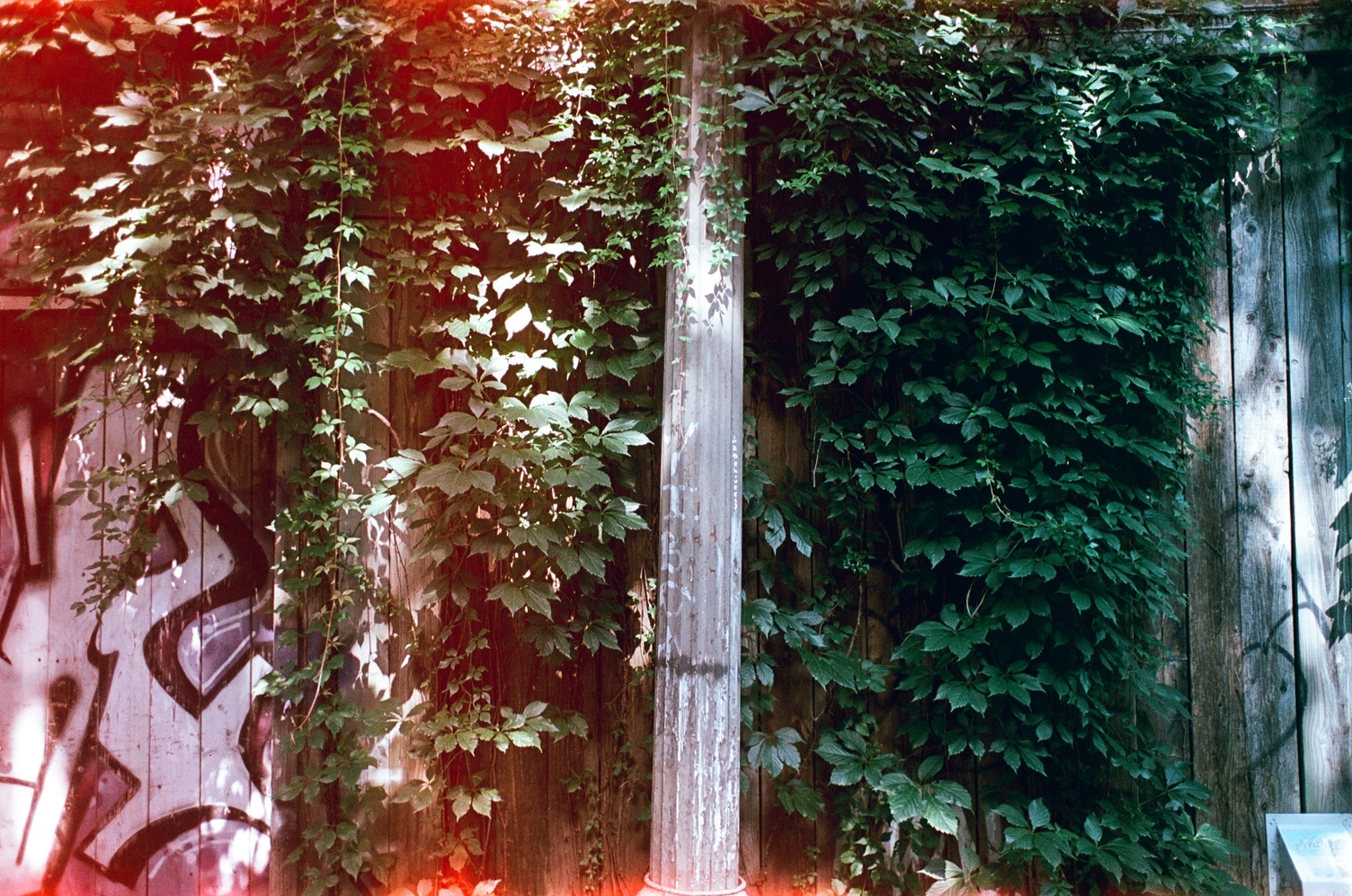 an old-style metal lamp post
on a solid wooden fence
with vines growing over it.
the left side of the frame
and the bottom and top edges
have red light bleeding into them
from the film being exposed
during loading.