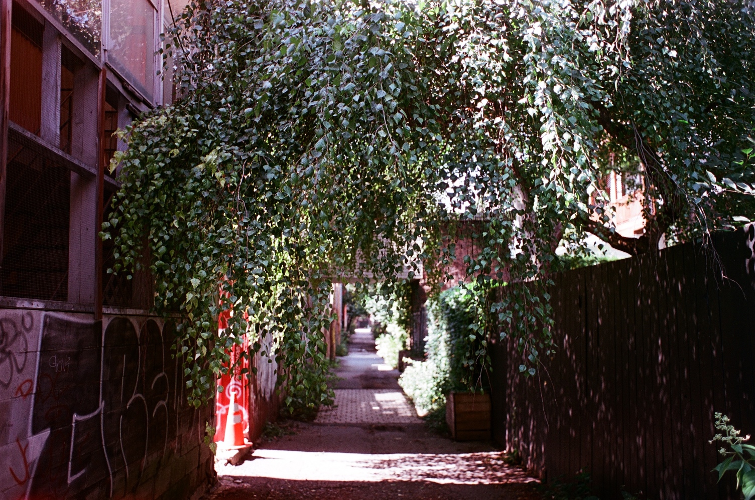 a view down an alley
past a tree with hanging leaves.
bright sunlight is
coming through a branch
off the alley to the left.