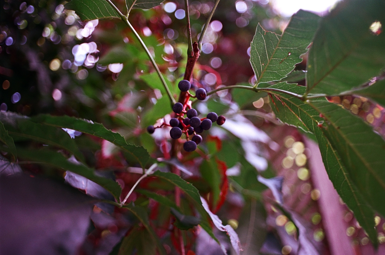 close up of a cluster
of some kind of berries
on a plant with nice green leaves.
the stems appear red
and the berries a dark blue.