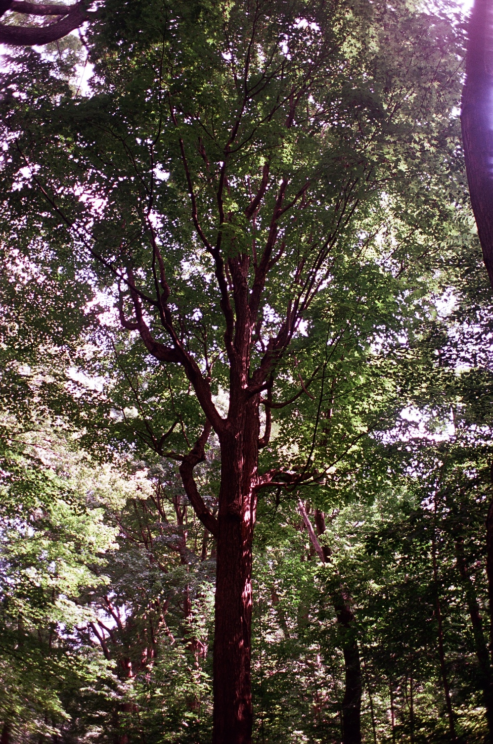 a big tall tree
with branches that
all point very upwards
rather than outwards.