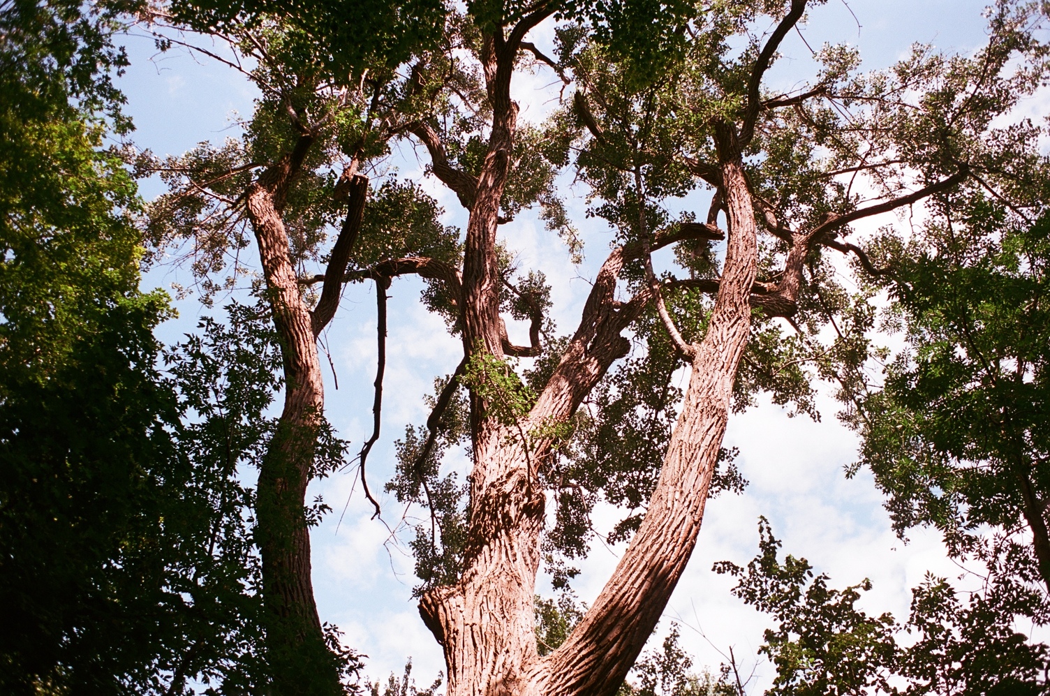 the top half of a big tree
with many branching thick limbs.