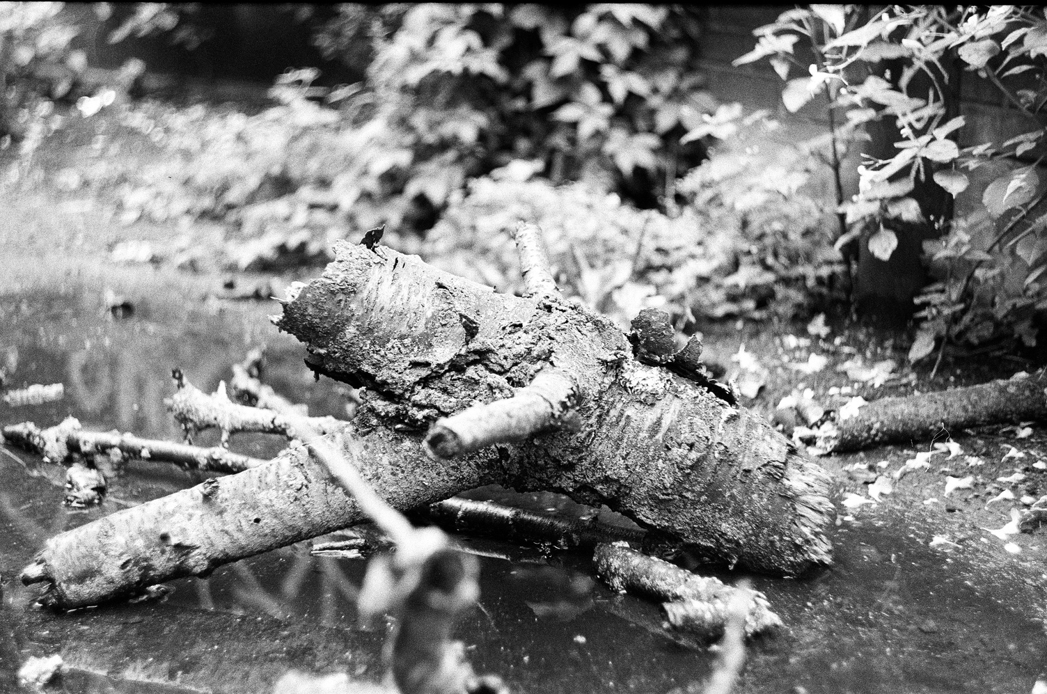 a broken and fallen limb of a tree
laying in a puddle in an alley.