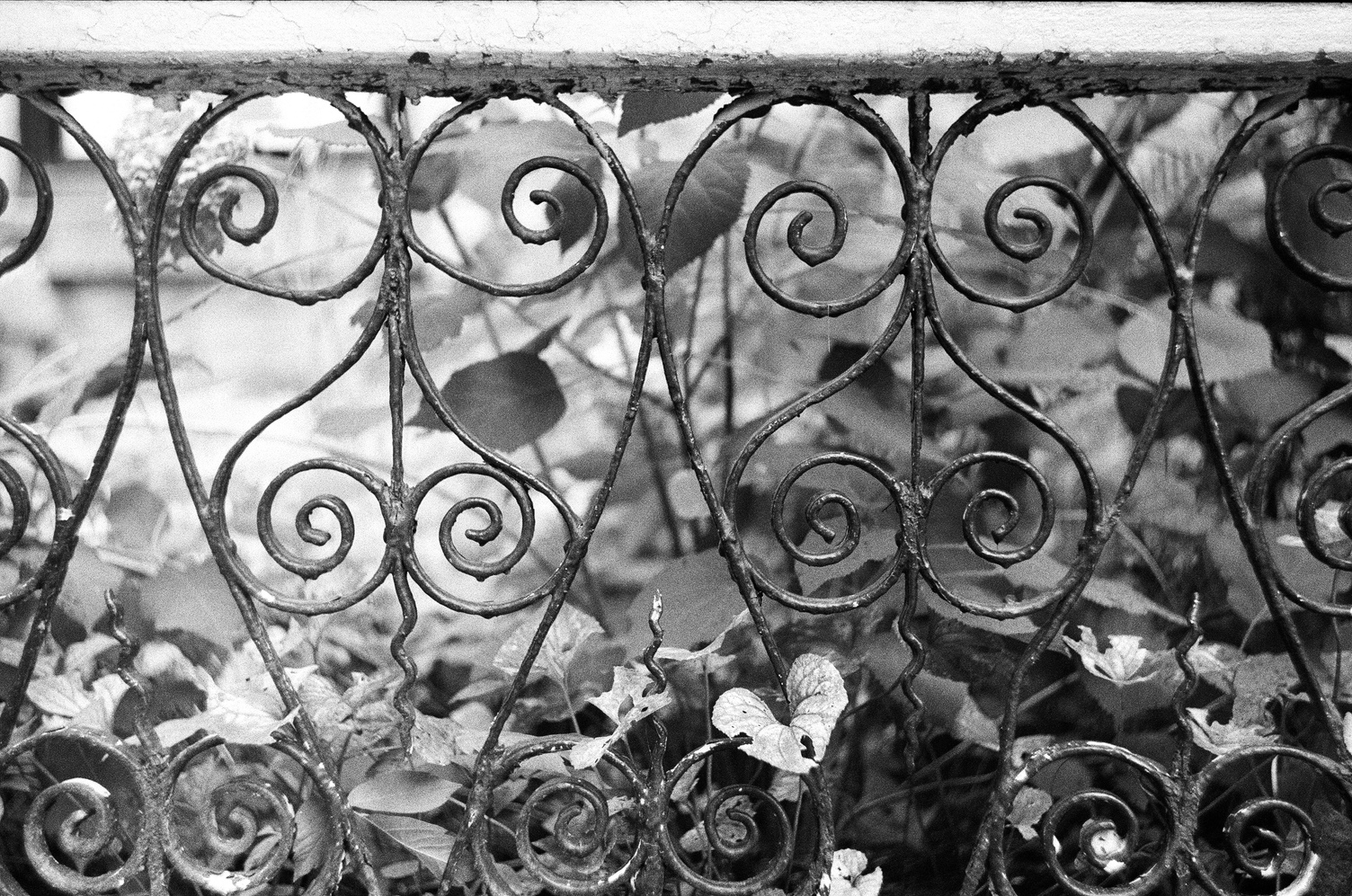 wider view of wrought iron fence
showing two instances of its repeated pattern.