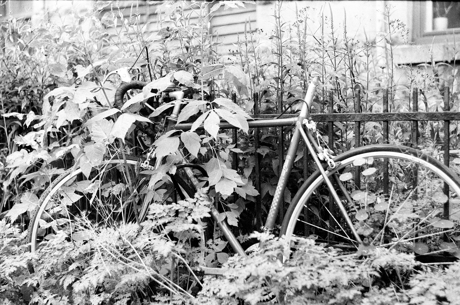 a bike locked to a fence
being overgrown by bushes
and weeds and other plants.