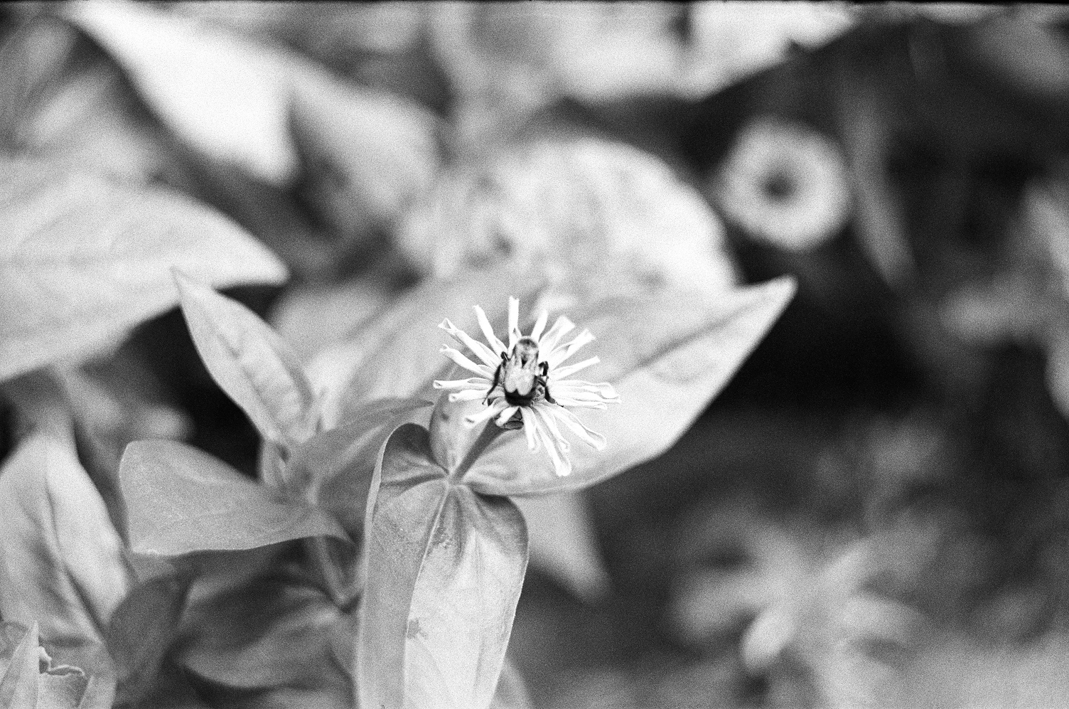 a bee sitting on a flower
that has thin sort of curled up petals
spaced far apart.
sort of looks like the bee
is humping the middle of the flower.