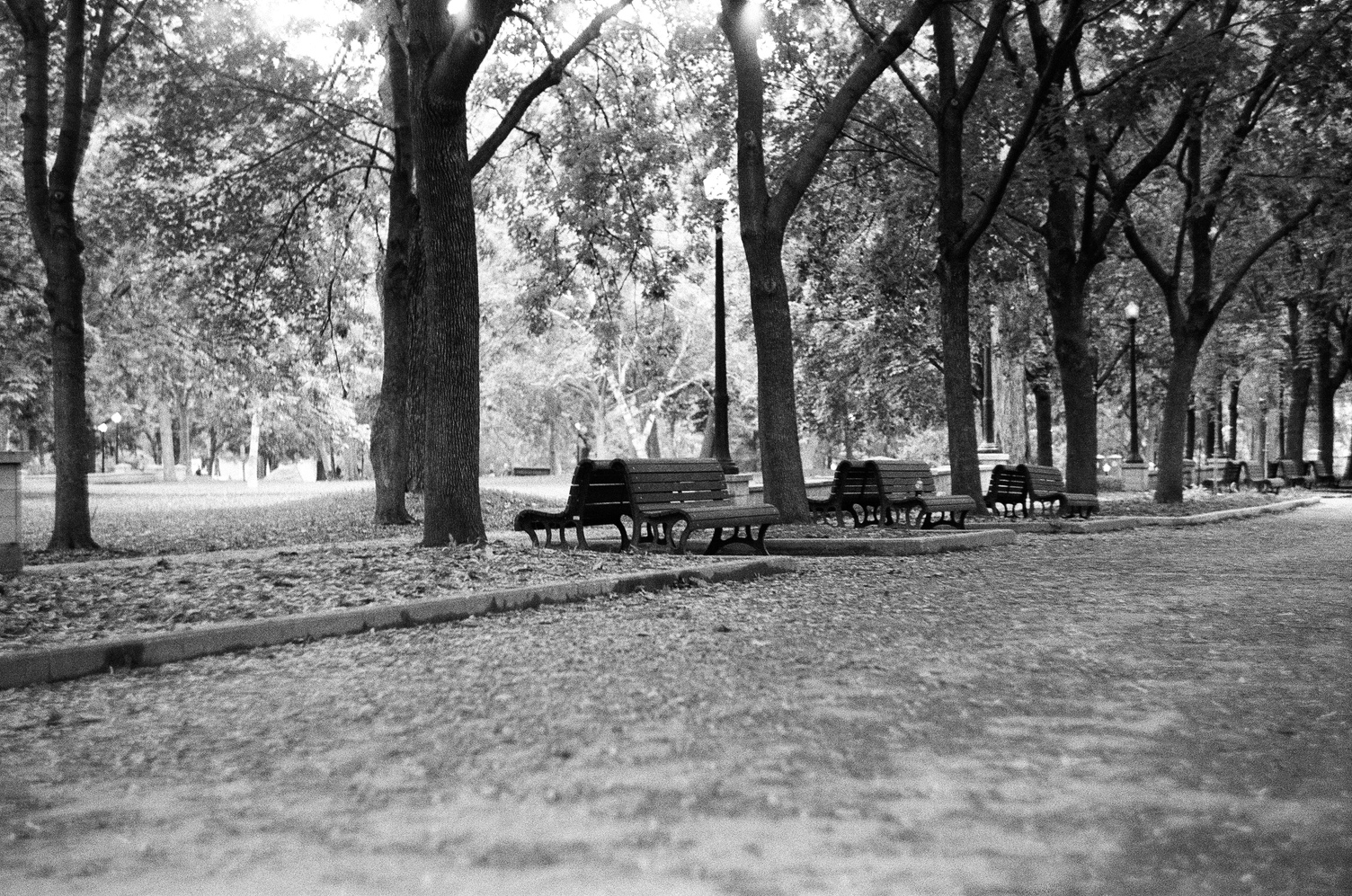 a row of back to back park benches
among trees continuing
into the distance away to the right.