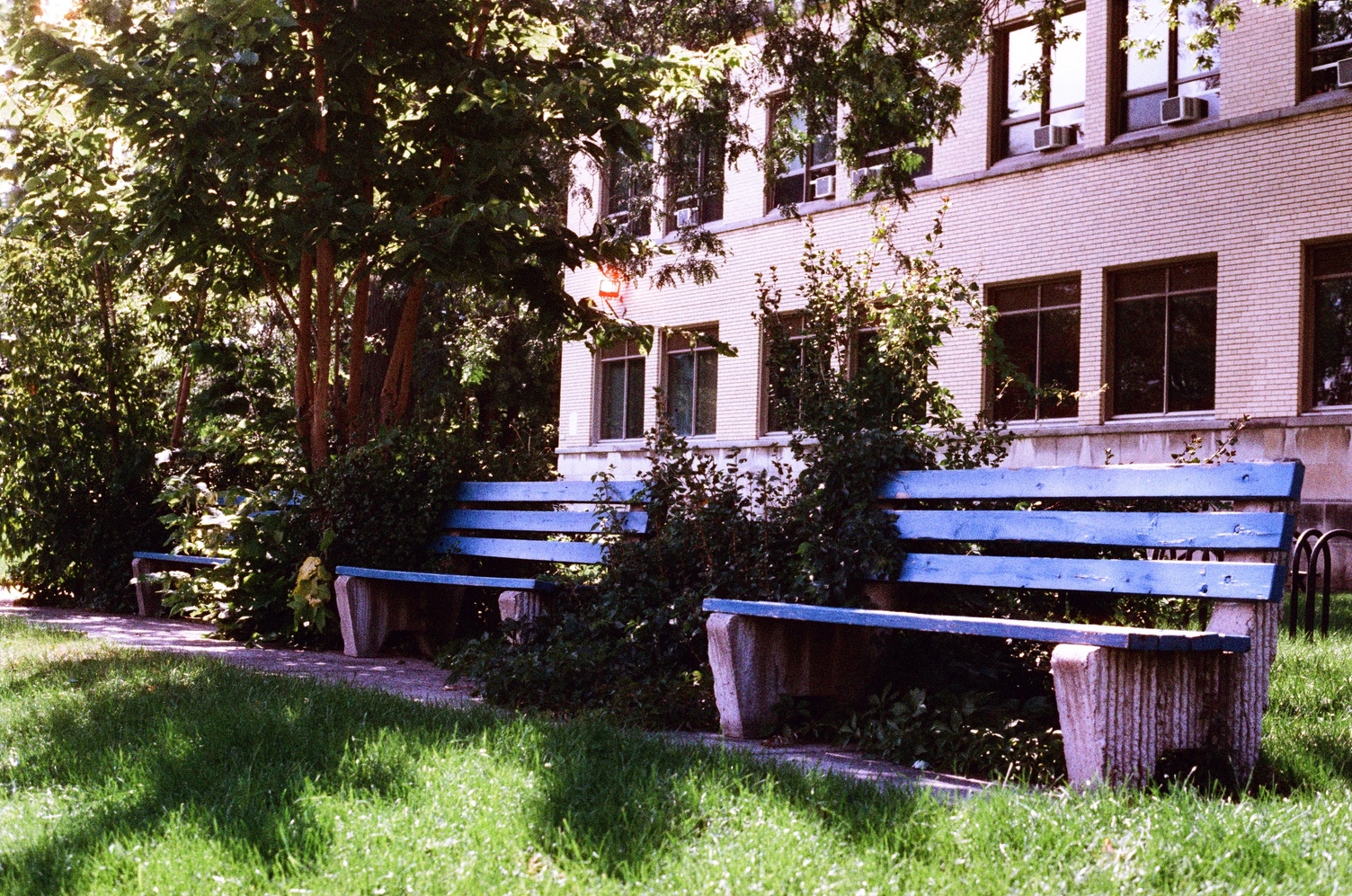 a row of three benches on the front lawn of a school building.
each bench is separated by bushes and trees.
they're made up of planks of wood painted blue
bolted to concrete supports.
the school building behind them is beige brick
and there are window AC units installed
in each window of the second floor.