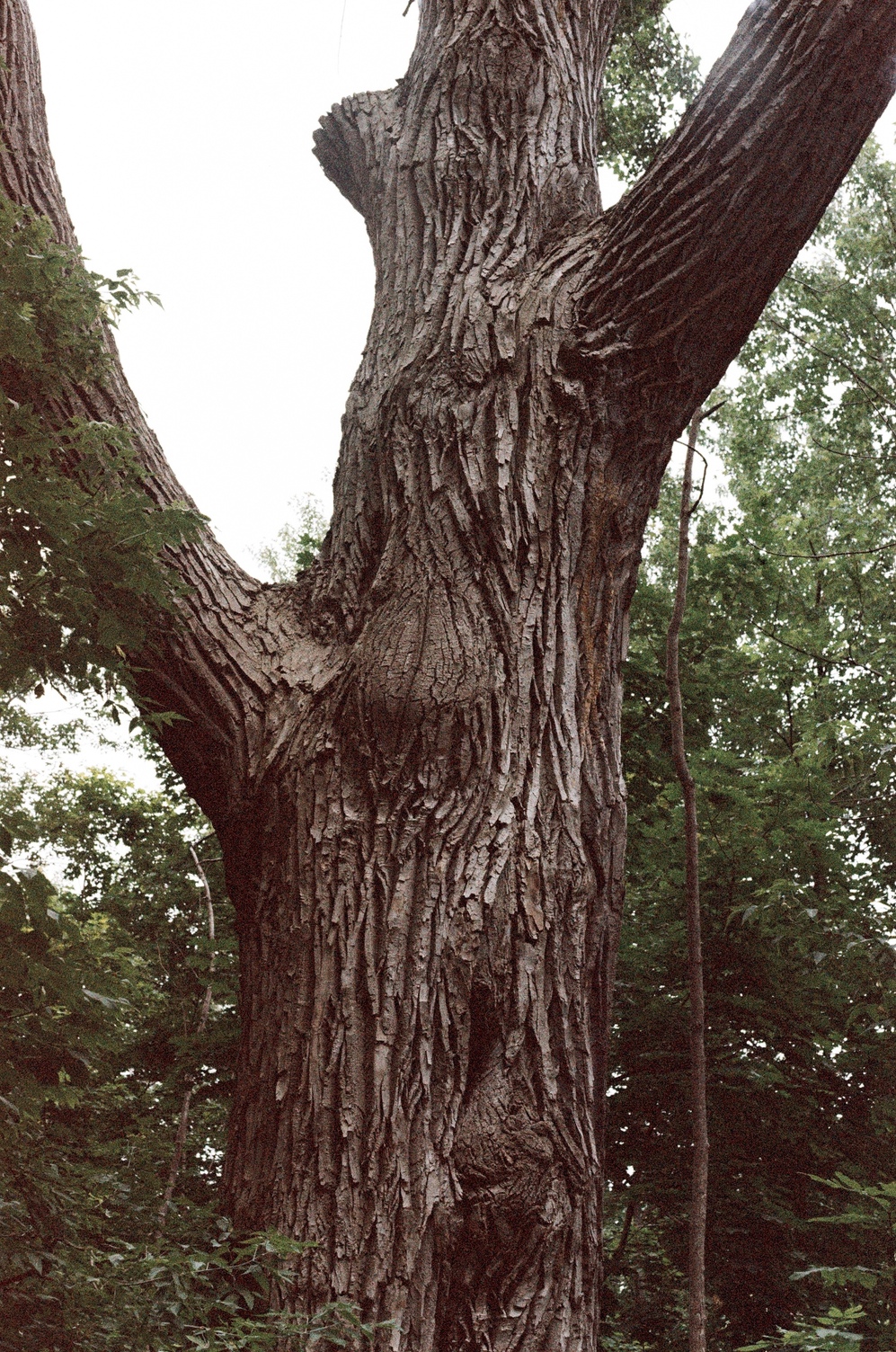 the trunk of a large tree,
with two hefty branches
splitting off.
the bark is in vertical lines
with deep texture.