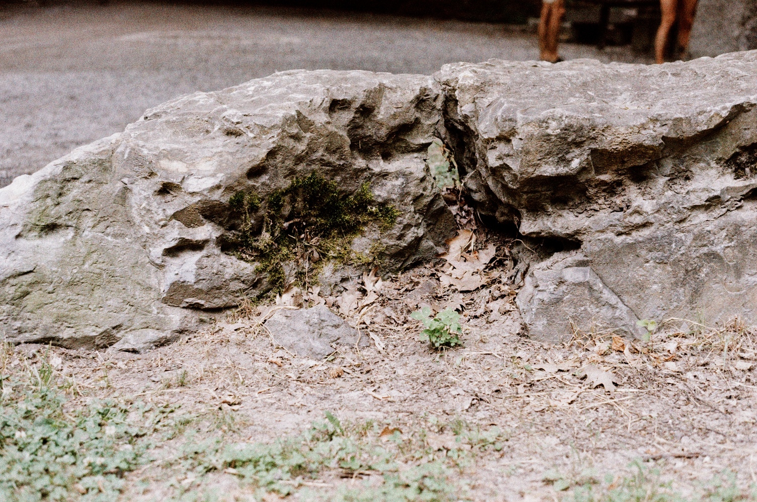 a piece of stone on the ground
with moss growing in a little
indent in its side.