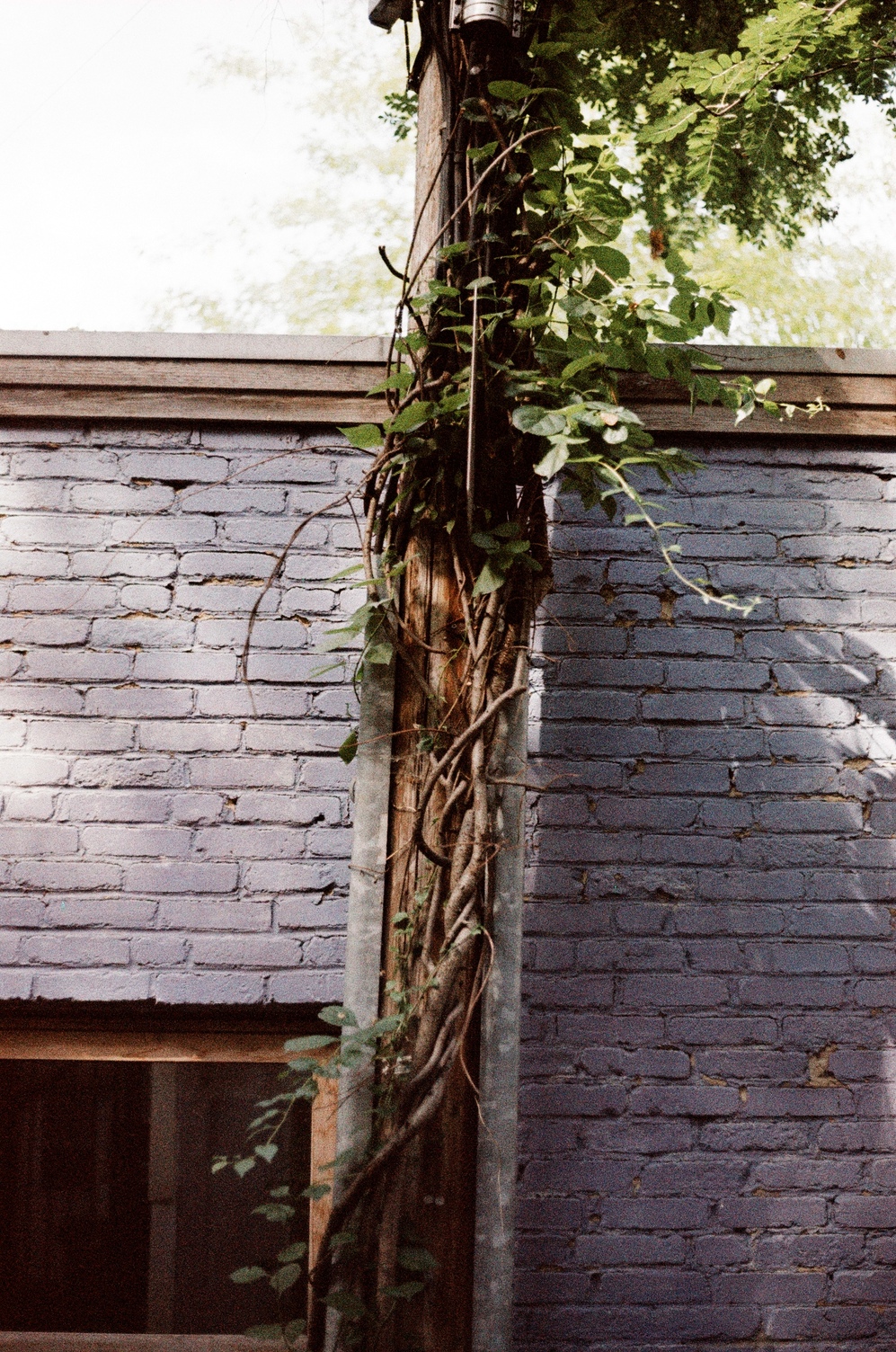 vines on a telephone pole
in front of a brick building
painted blue.