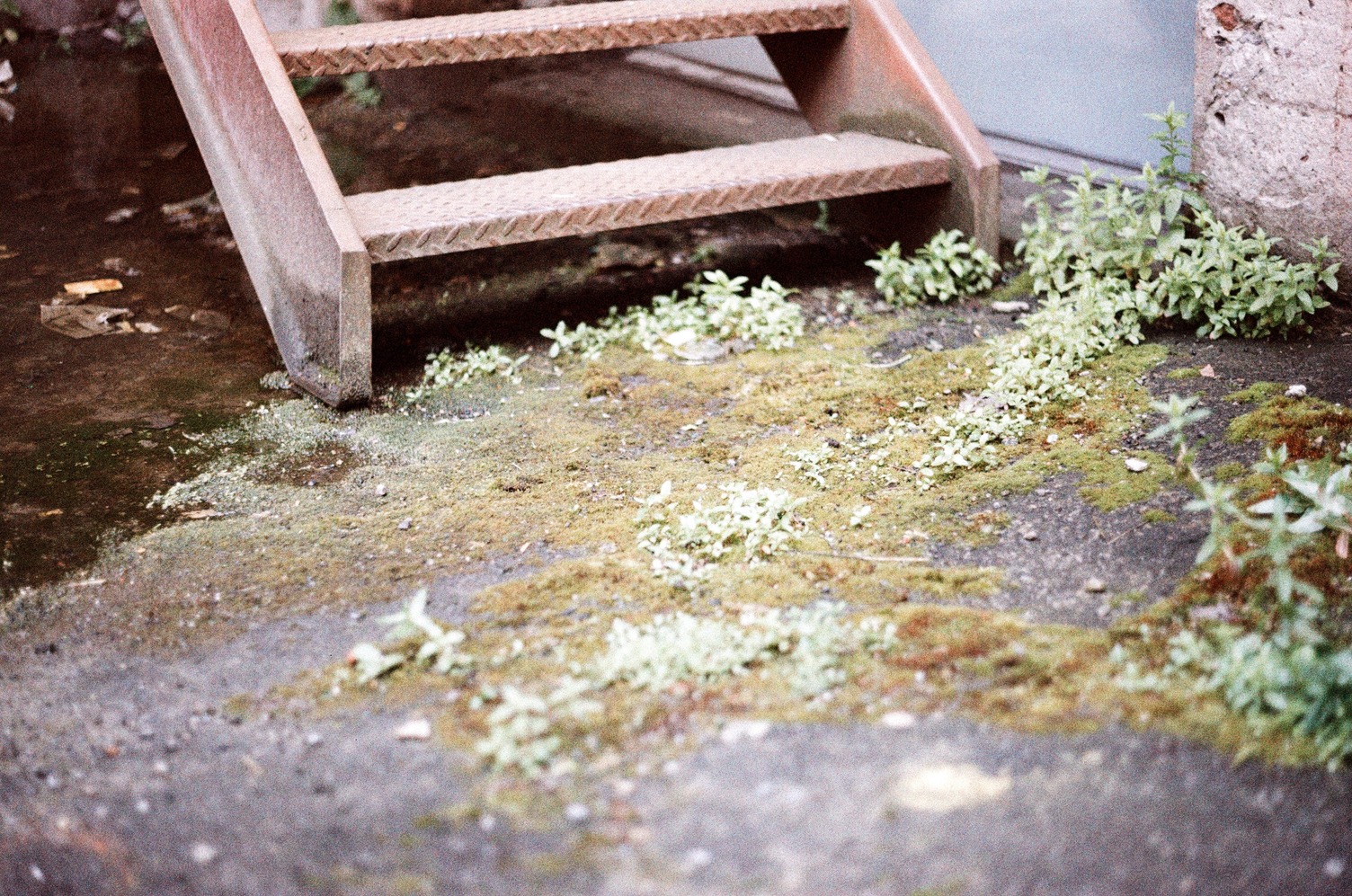 moss and little plants
growing on pavement in an alley
at the base of rusty metal stairs,
behind which is a large shallow puddle.