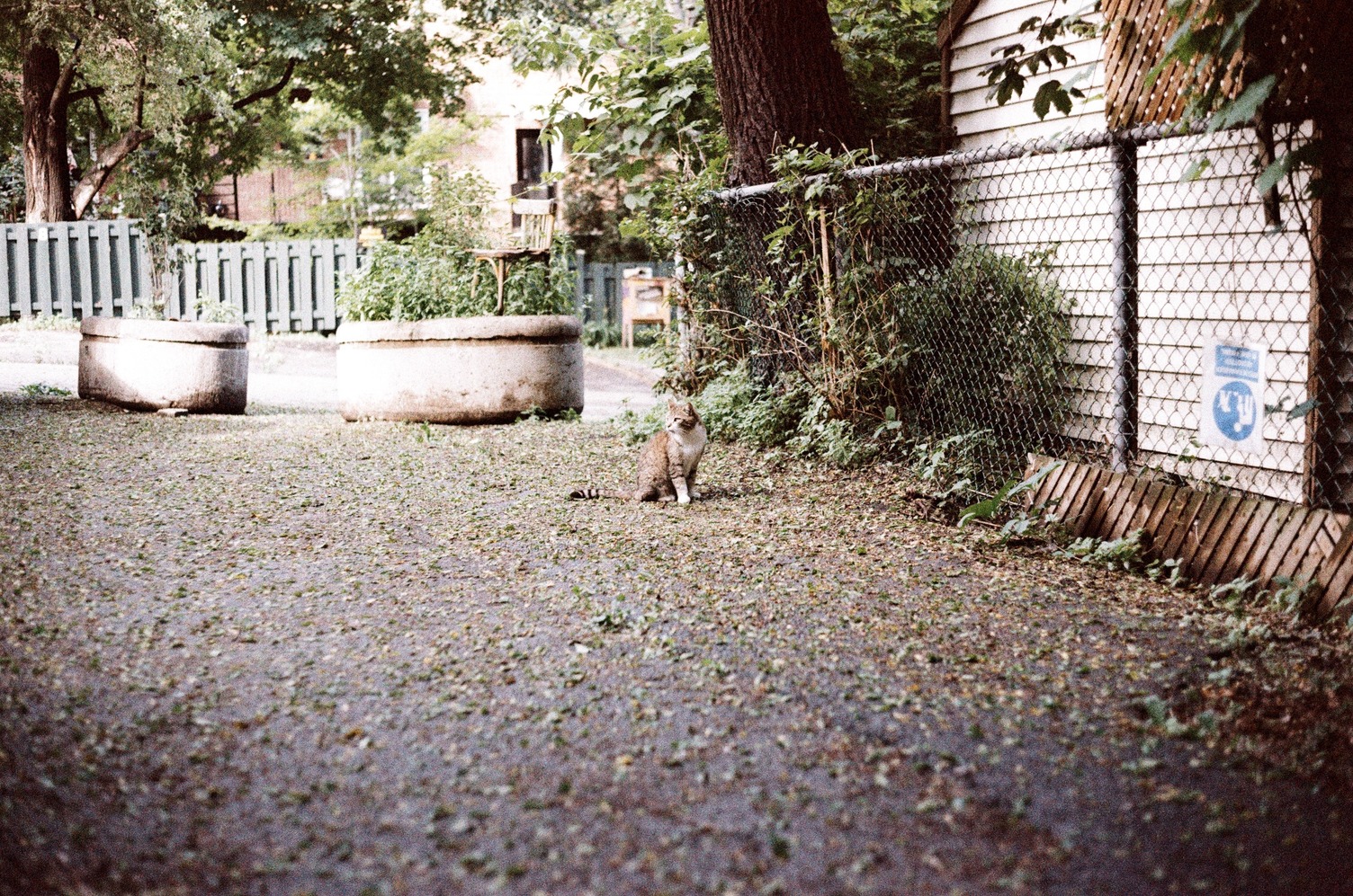 a cat in an alley,
looking off to the left.