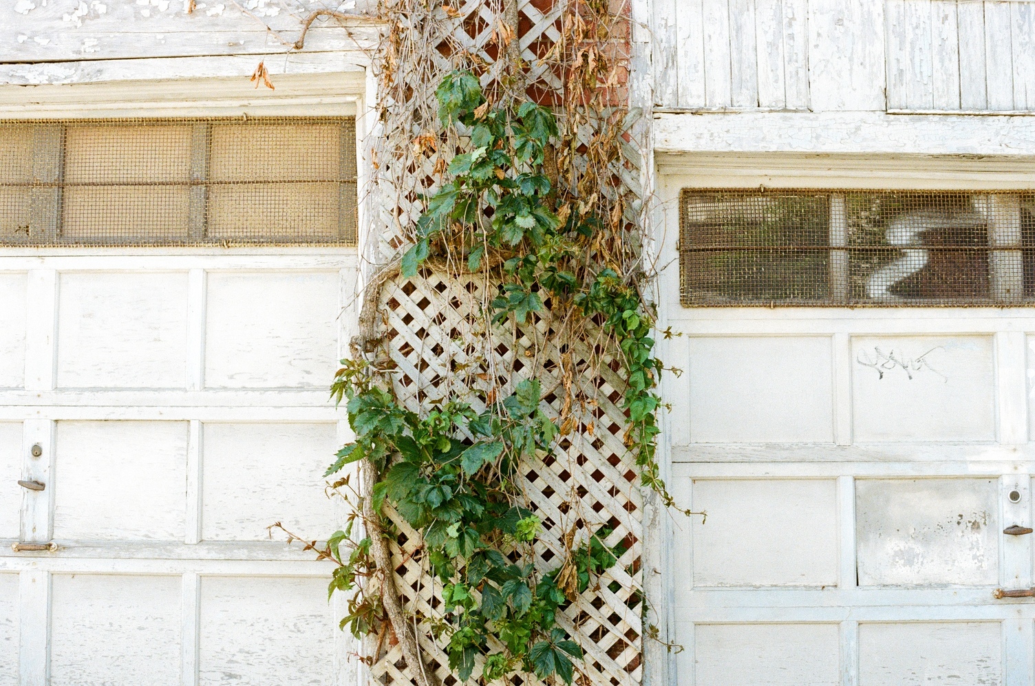 vines on a wooden lattice
separating two white garage doors
each with a row of windows
behind grates in their top segments.