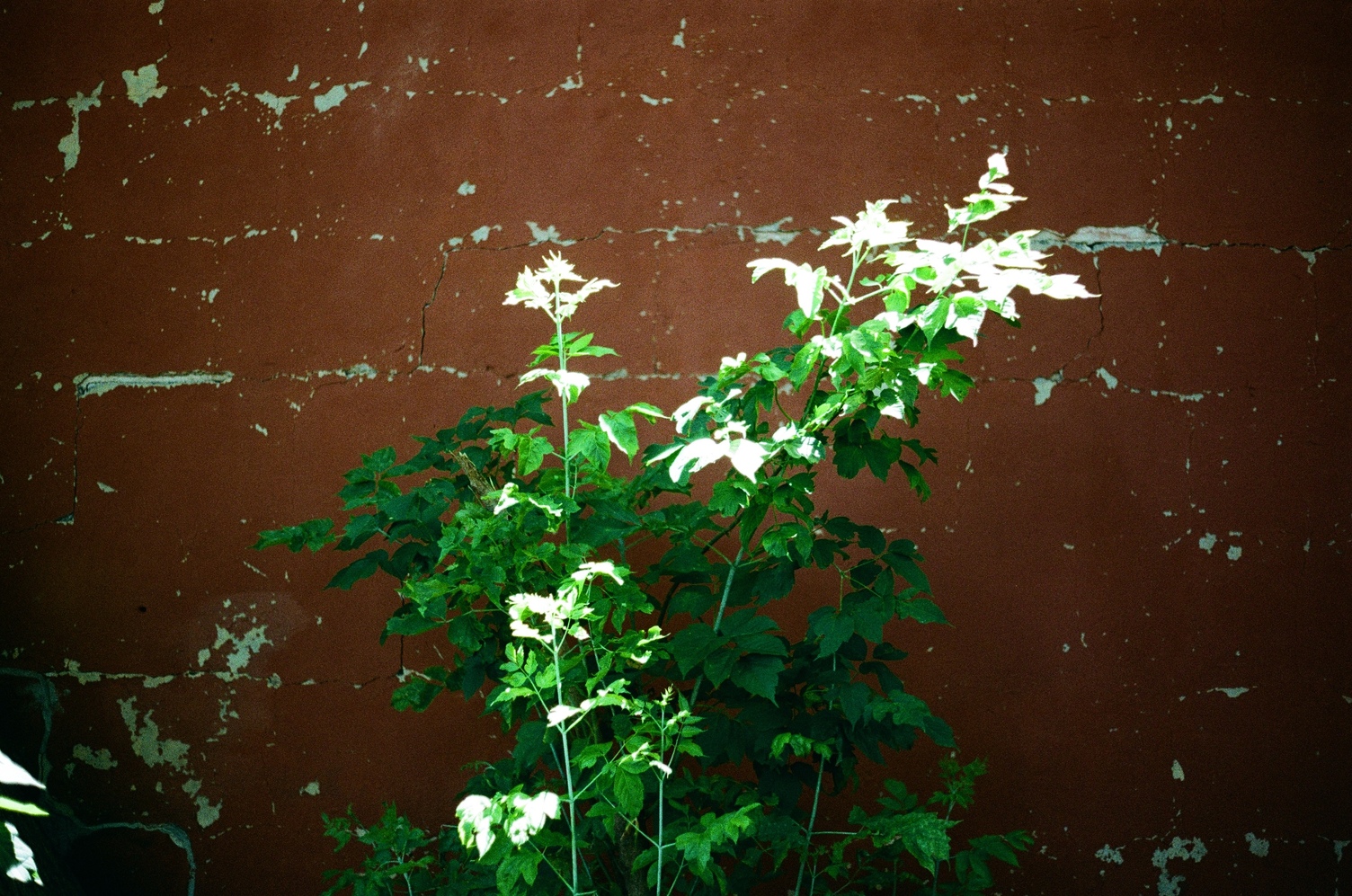 a green leafy plant
on a dark red, almost brown wall.
the paint of the wall is chipped.
the tops of the leaves are directly in the sun.