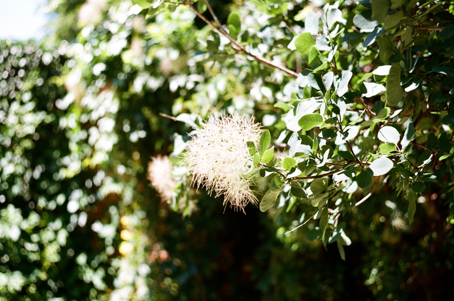 some kind of weird bushy thing
on the end of a tree branch
glowing in the sun.