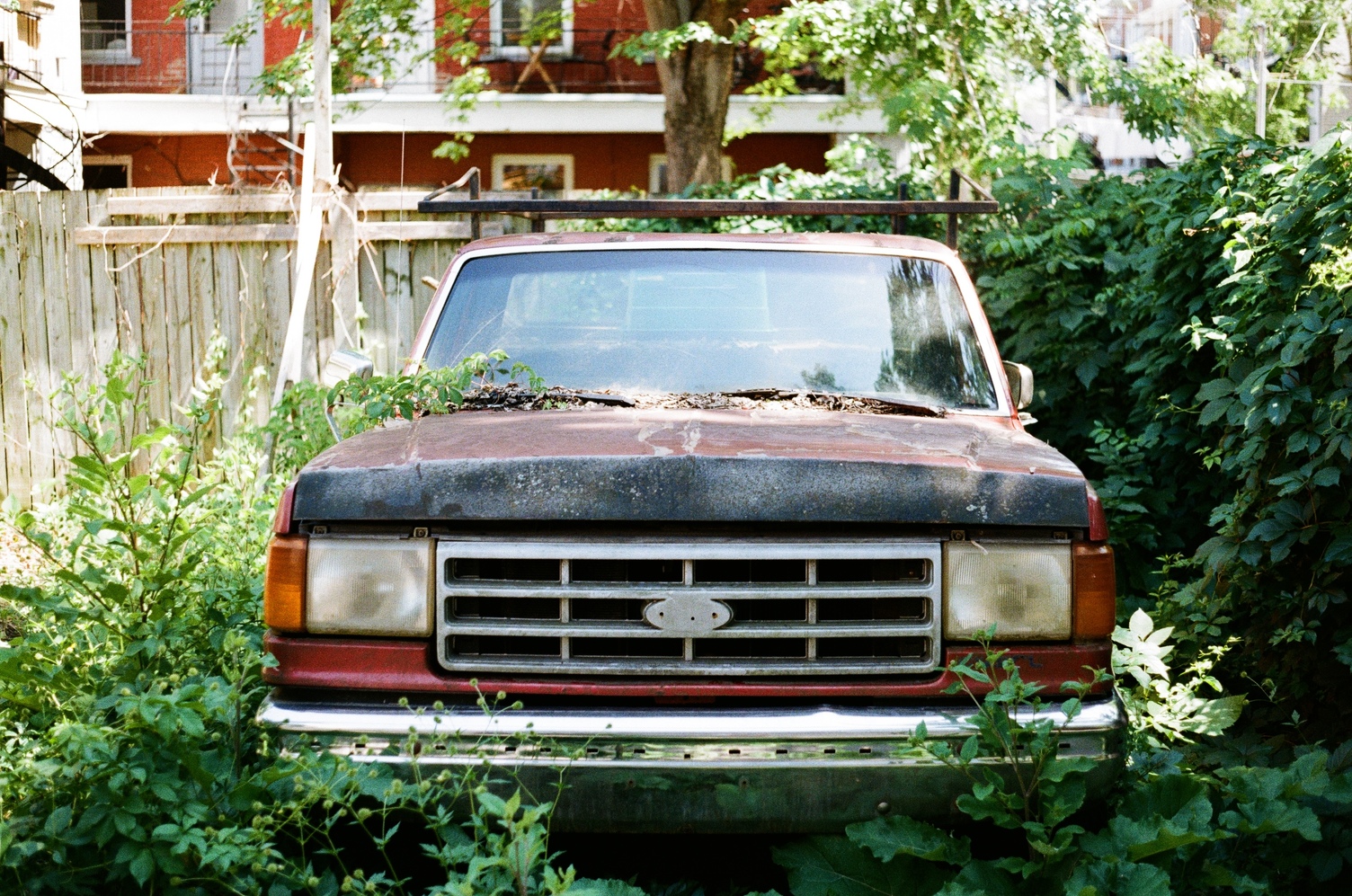 the front of an old red pickup truck
parked in an alley
surrounded by overgrown plants
indicating it has not moved in a long time.
the spot on the front grill
where the ford badge should be
is empty.