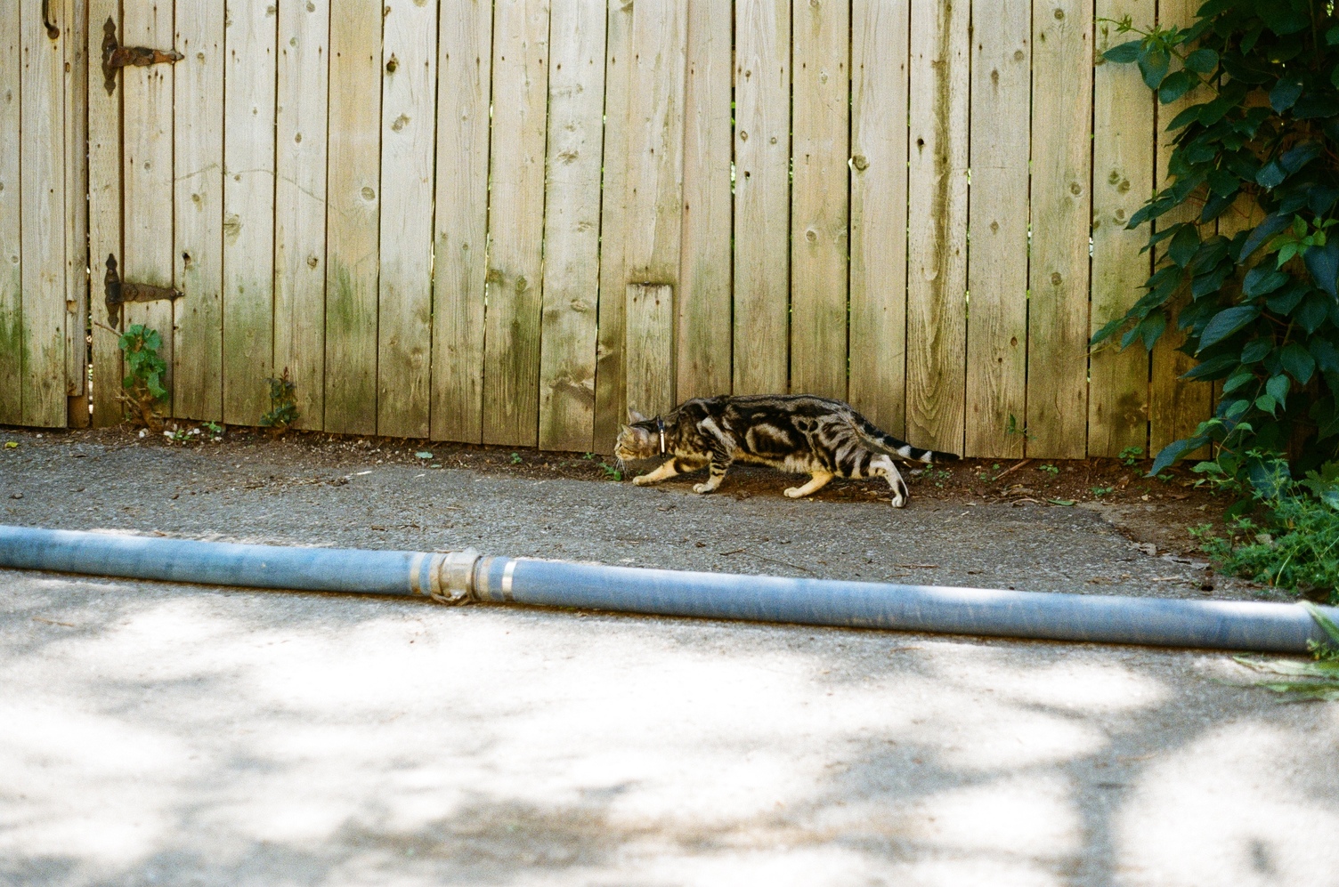 a stripey cat sneaking
in an alley in front of a wooden fence
and behind a big blue hose
on the ground.