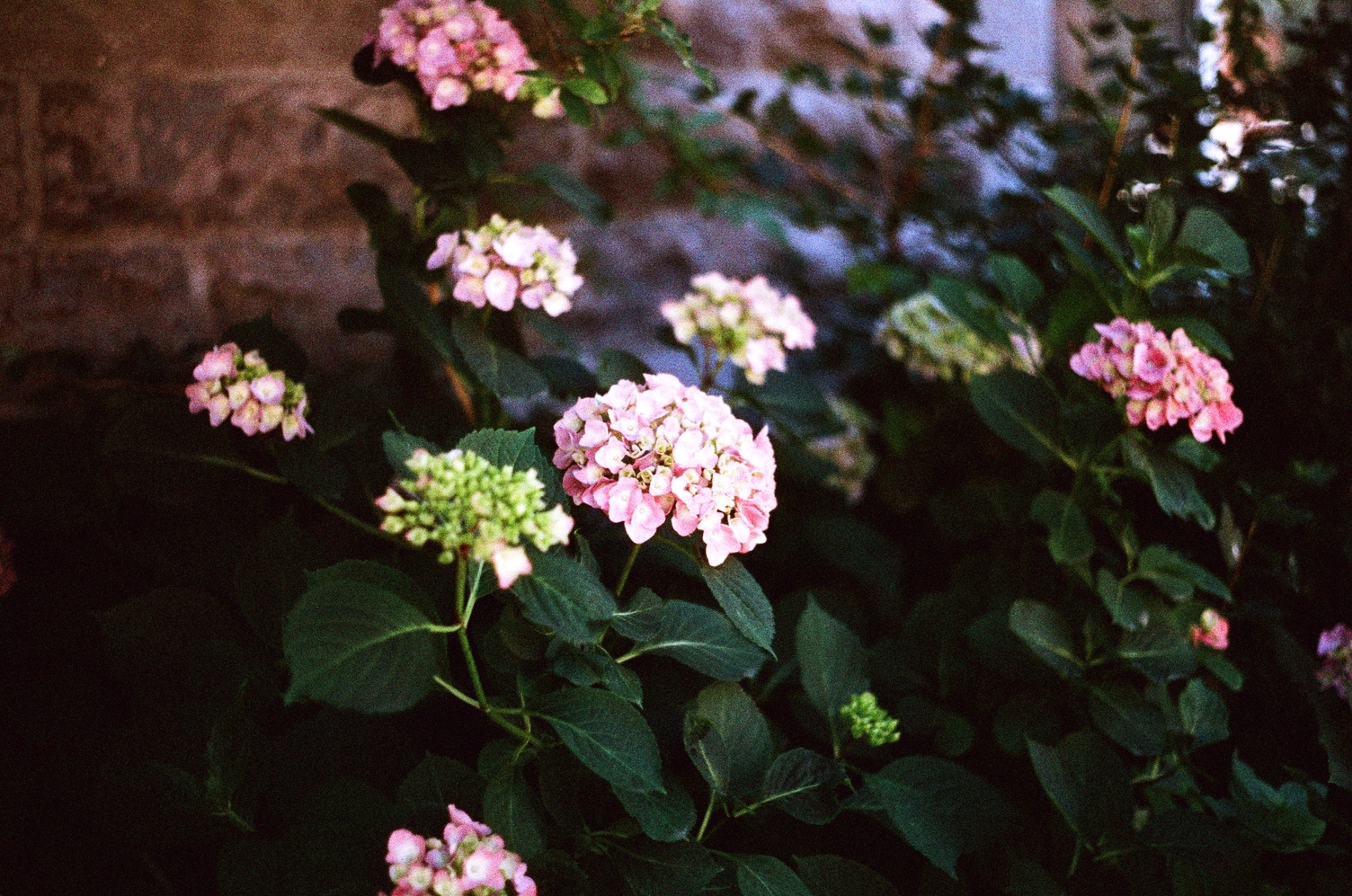 a cluster of small pink flowers
on a bush.
there are other clusters in the background.
one is nearer to the camera
but only some of its buds
have started blooming.