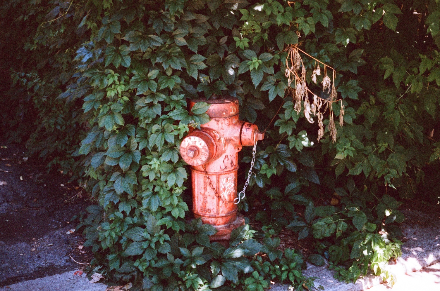 a standard issue red fire hydrant
crowded by green leaves.