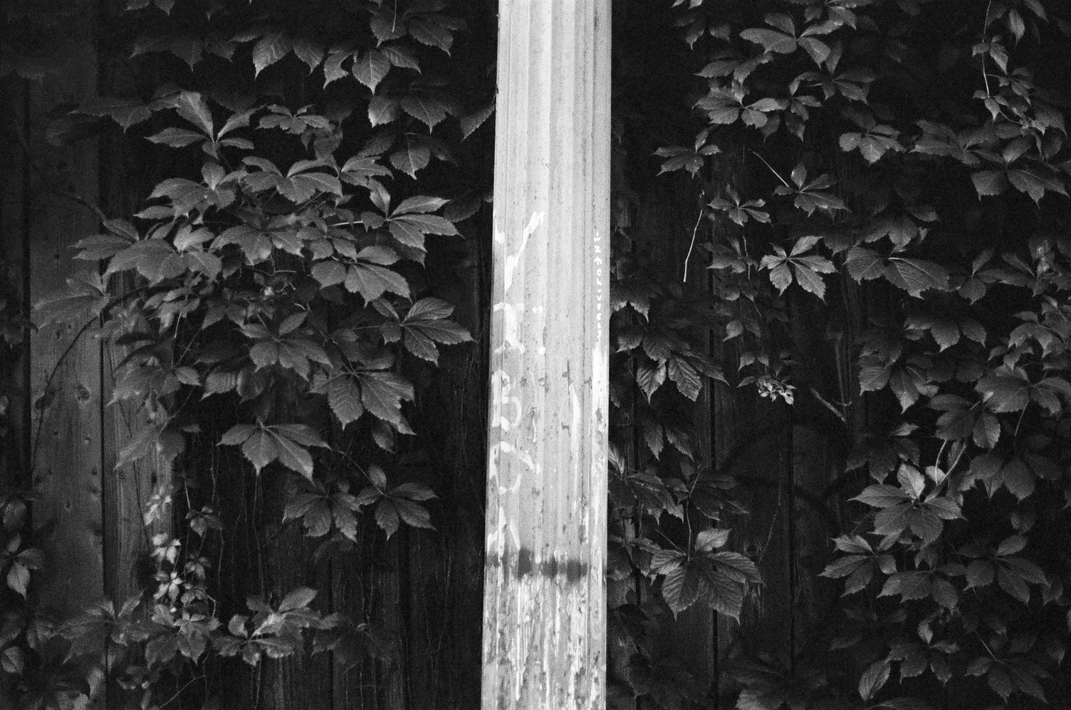 an old style street lamp post
in the middle of some leafy vines
on a wooden alley wall.